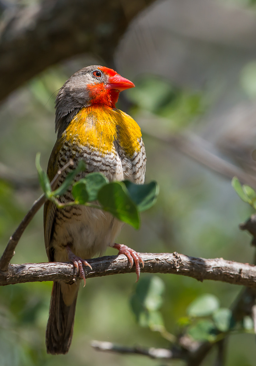 Nikon D800 + Nikon AF-S Nikkor 600mm F4G ED VR sample photo. Green-winged pytilia photography