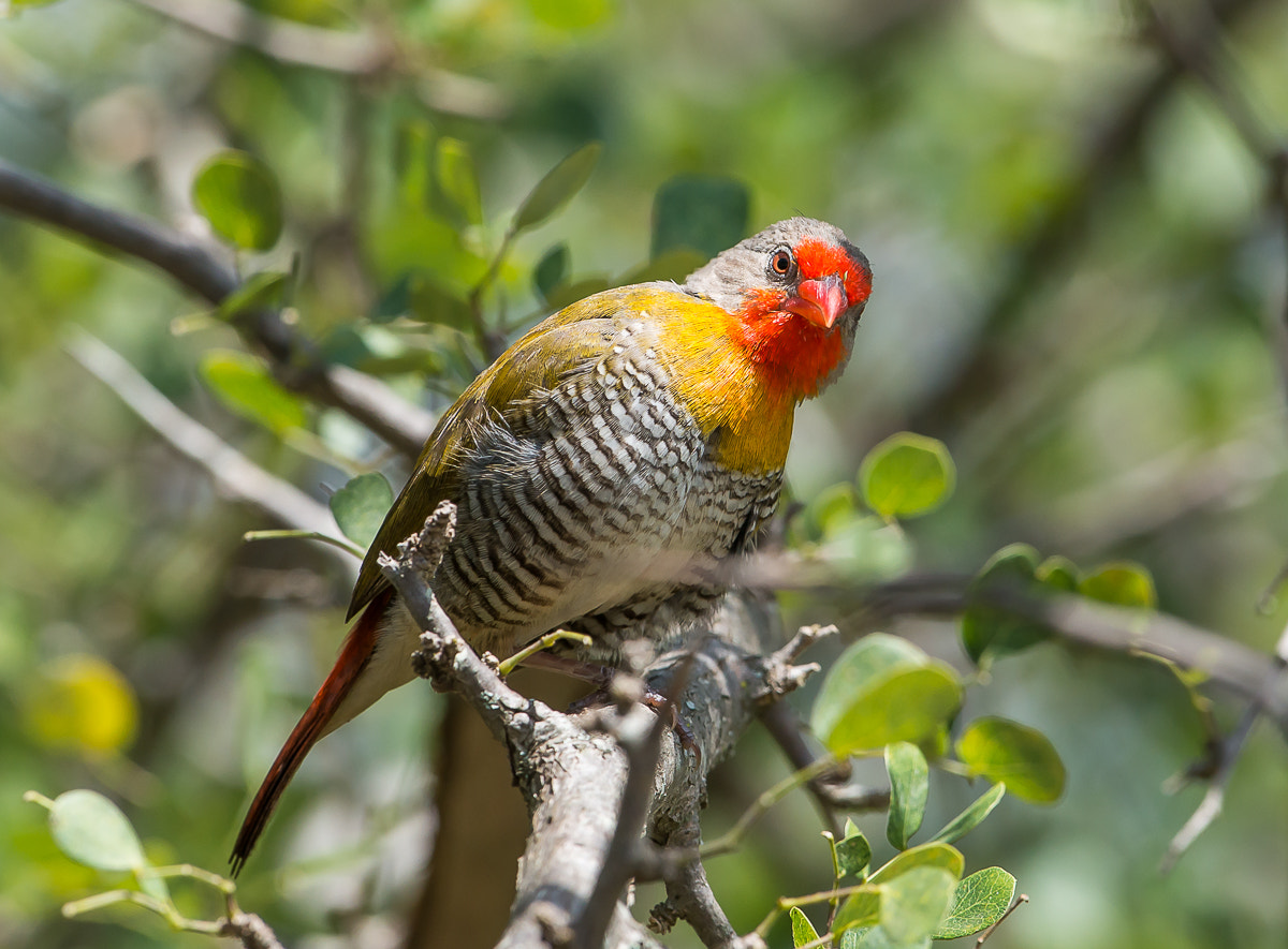 Nikon D800 + Nikon AF-S Nikkor 600mm F4G ED VR sample photo. Green-winged pytilia photography