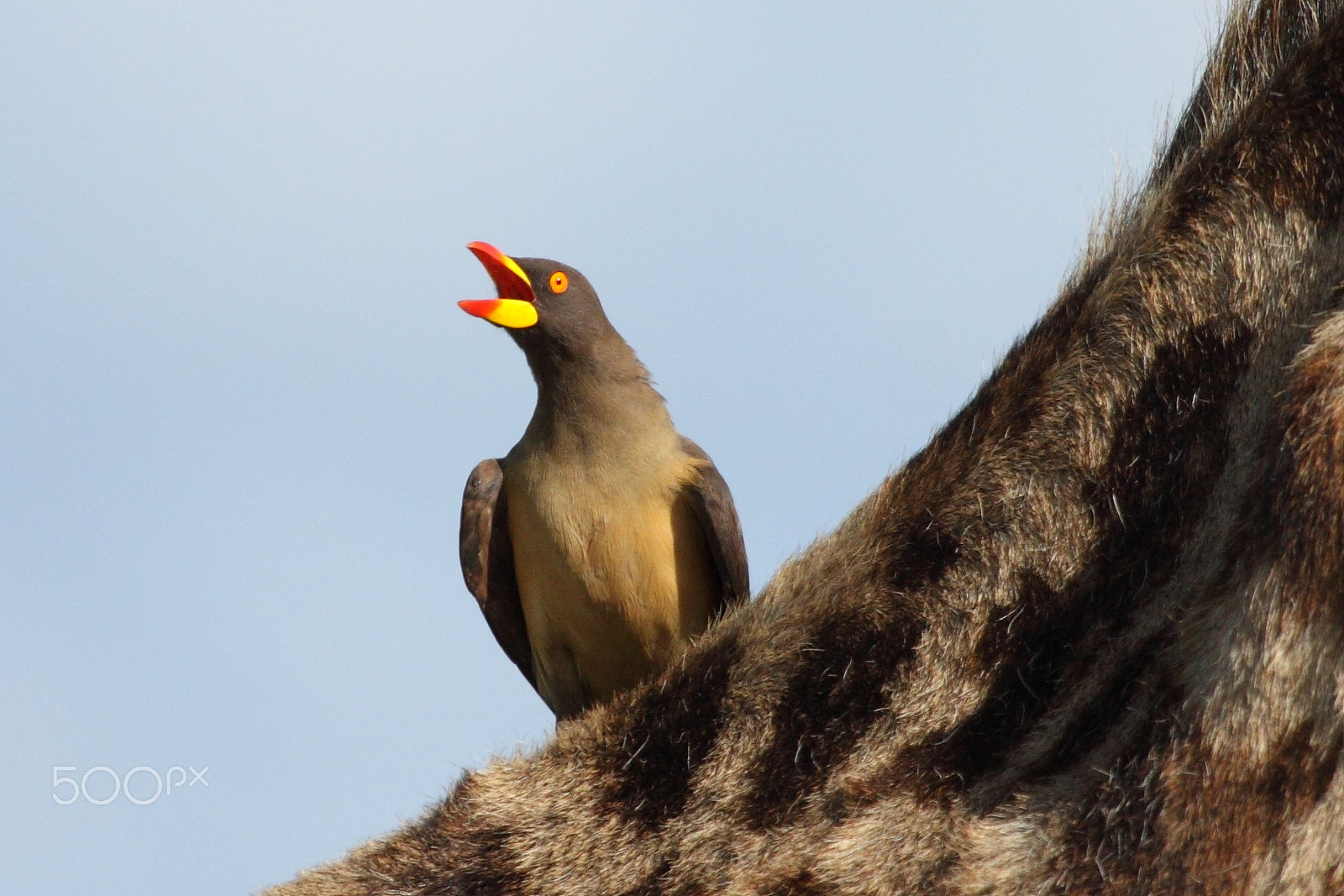 Canon EF 100-400mm F4.5-5.6L IS USM sample photo. Hitch hiker photography