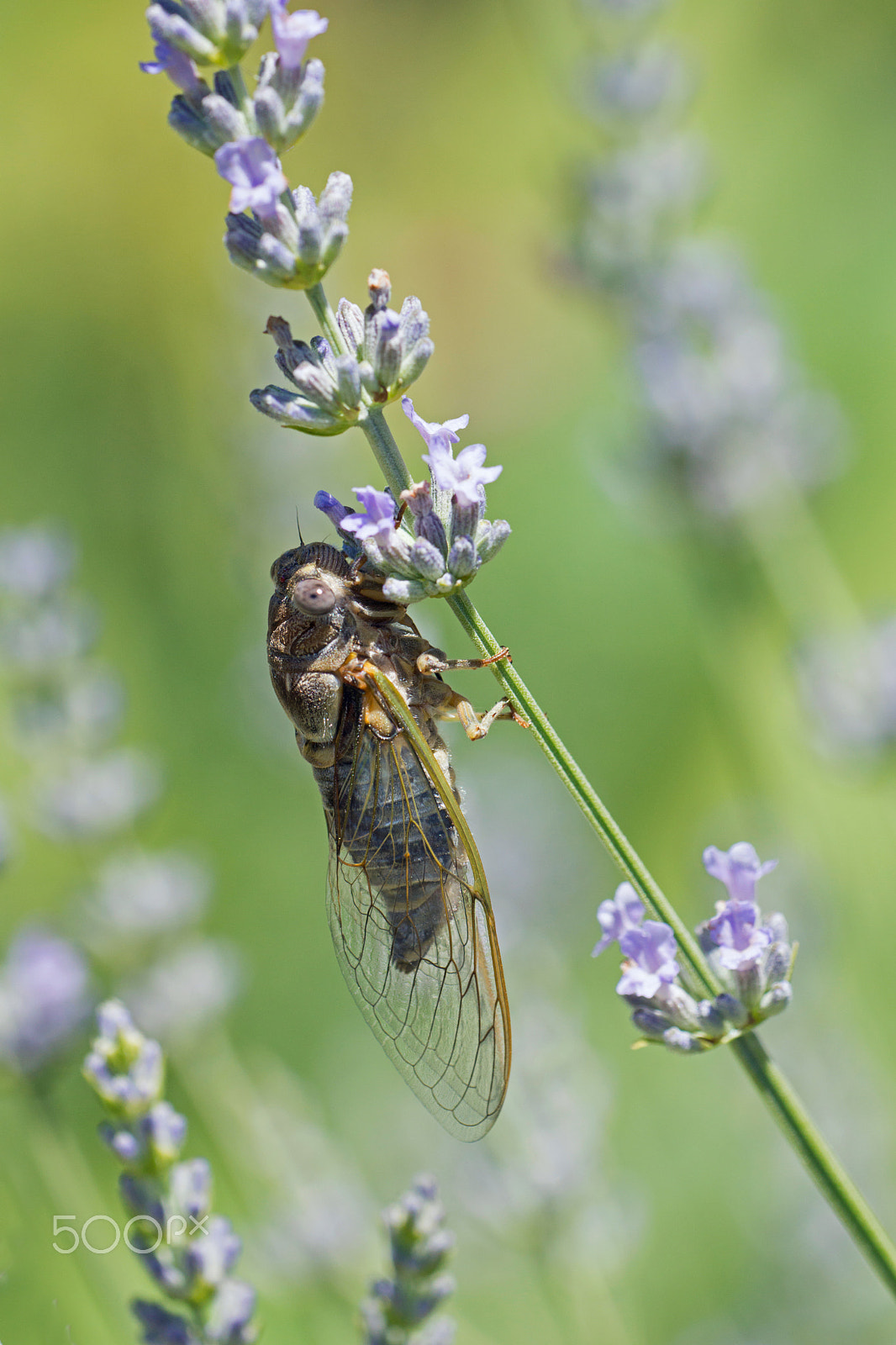 Sony SLT-A77 + Sigma 180mm F3.5 EX DG Macro sample photo. Young cicada - jeune cigale photography