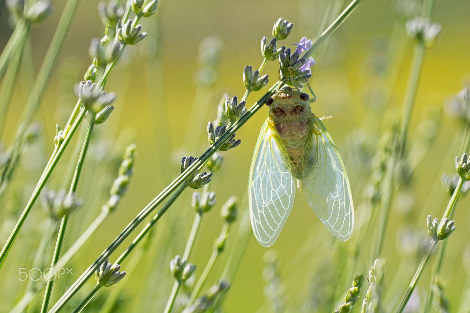 Sigma 180mm F3.5 EX DG Macro sample photo. Young cicada - jeune cigale photography