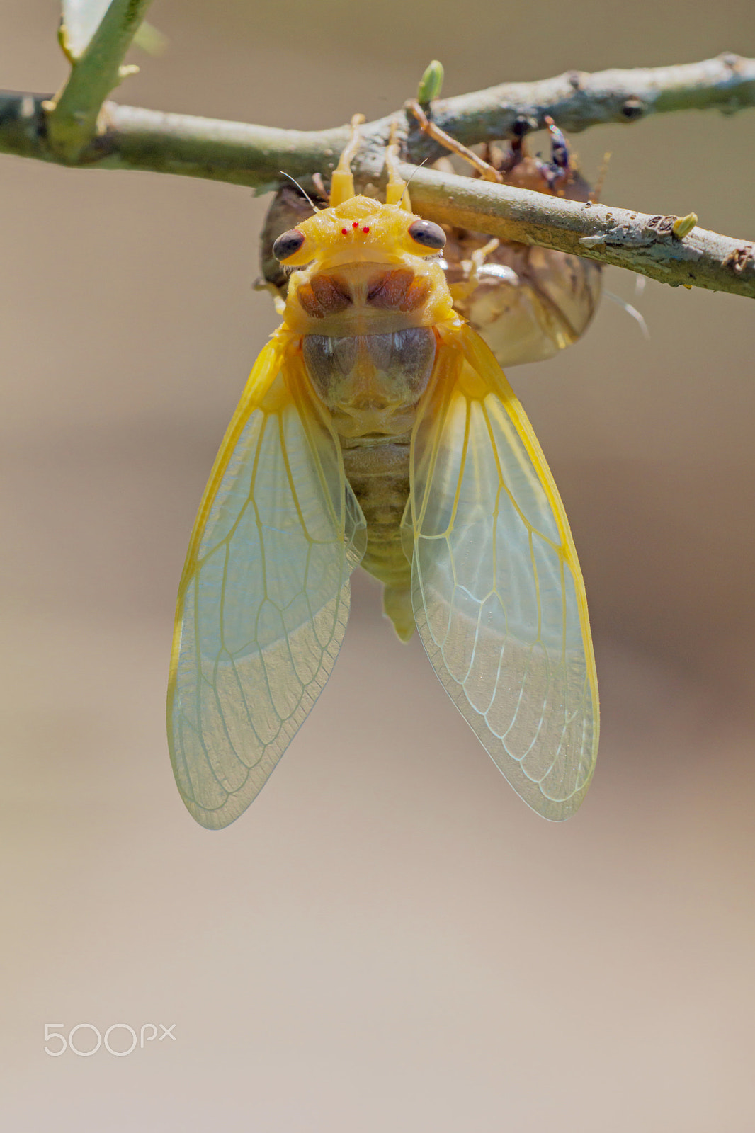 Sigma 180mm F3.5 EX DG Macro sample photo. Young cicada - jeune cigale photography