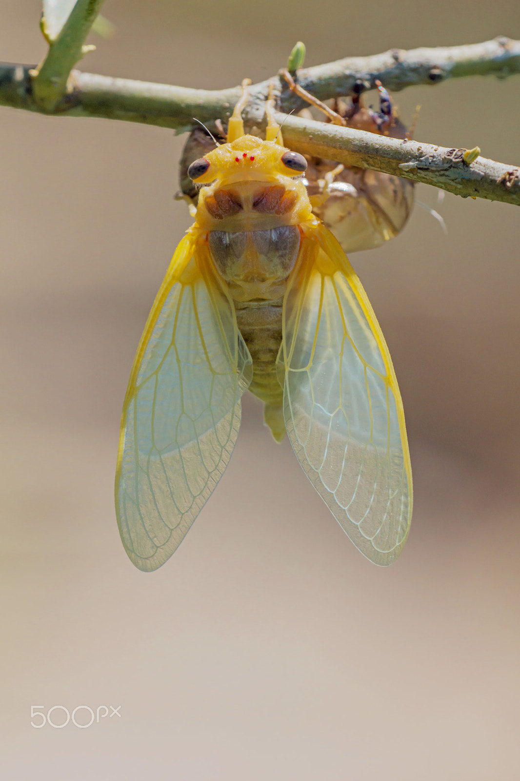 Sony SLT-A77 + Sigma 180mm F3.5 EX DG Macro sample photo. Young cicada - jeune cigale photography