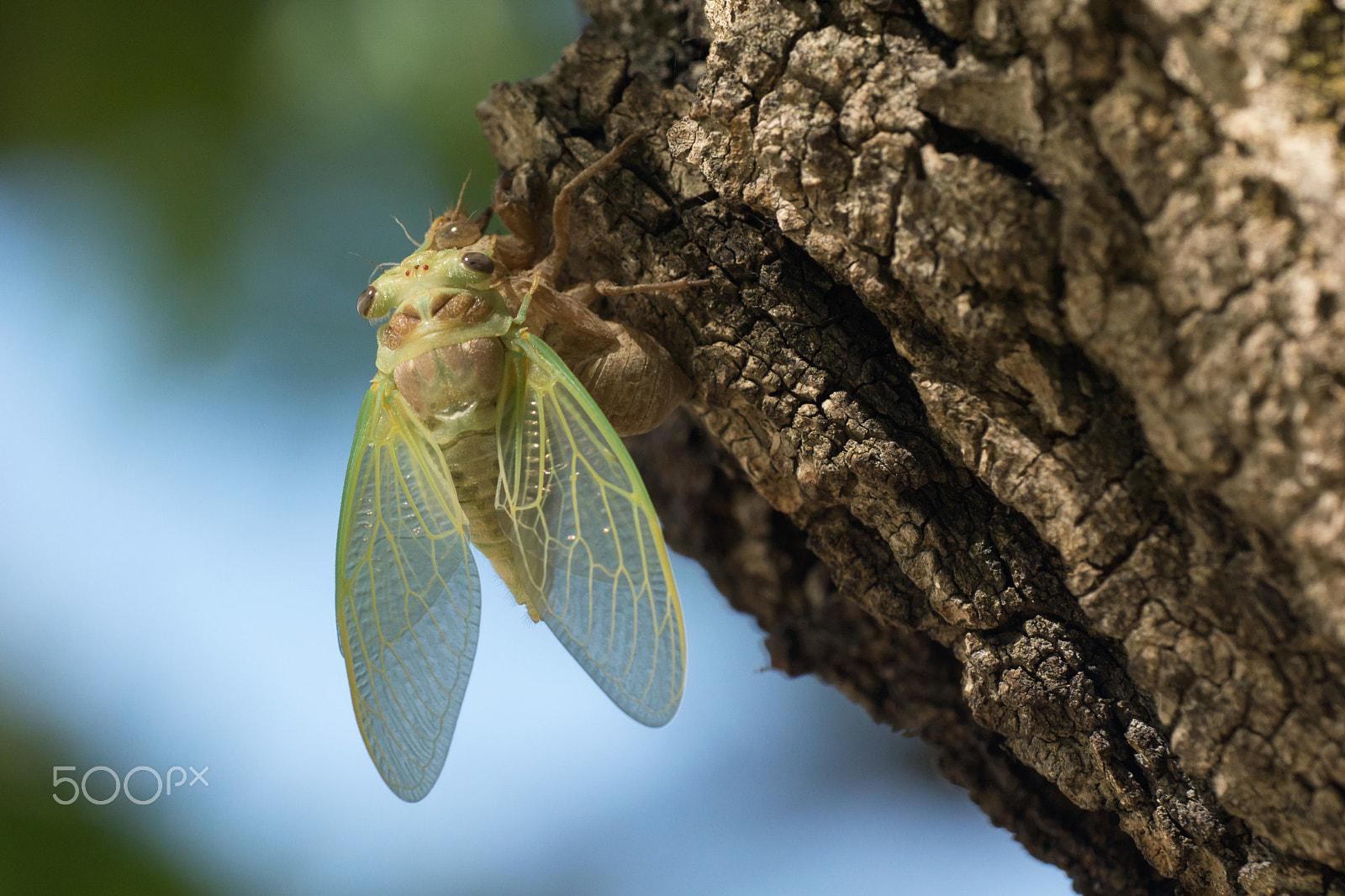 Sigma 180mm F3.5 EX DG Macro sample photo. Young cicada - jeune cigale photography