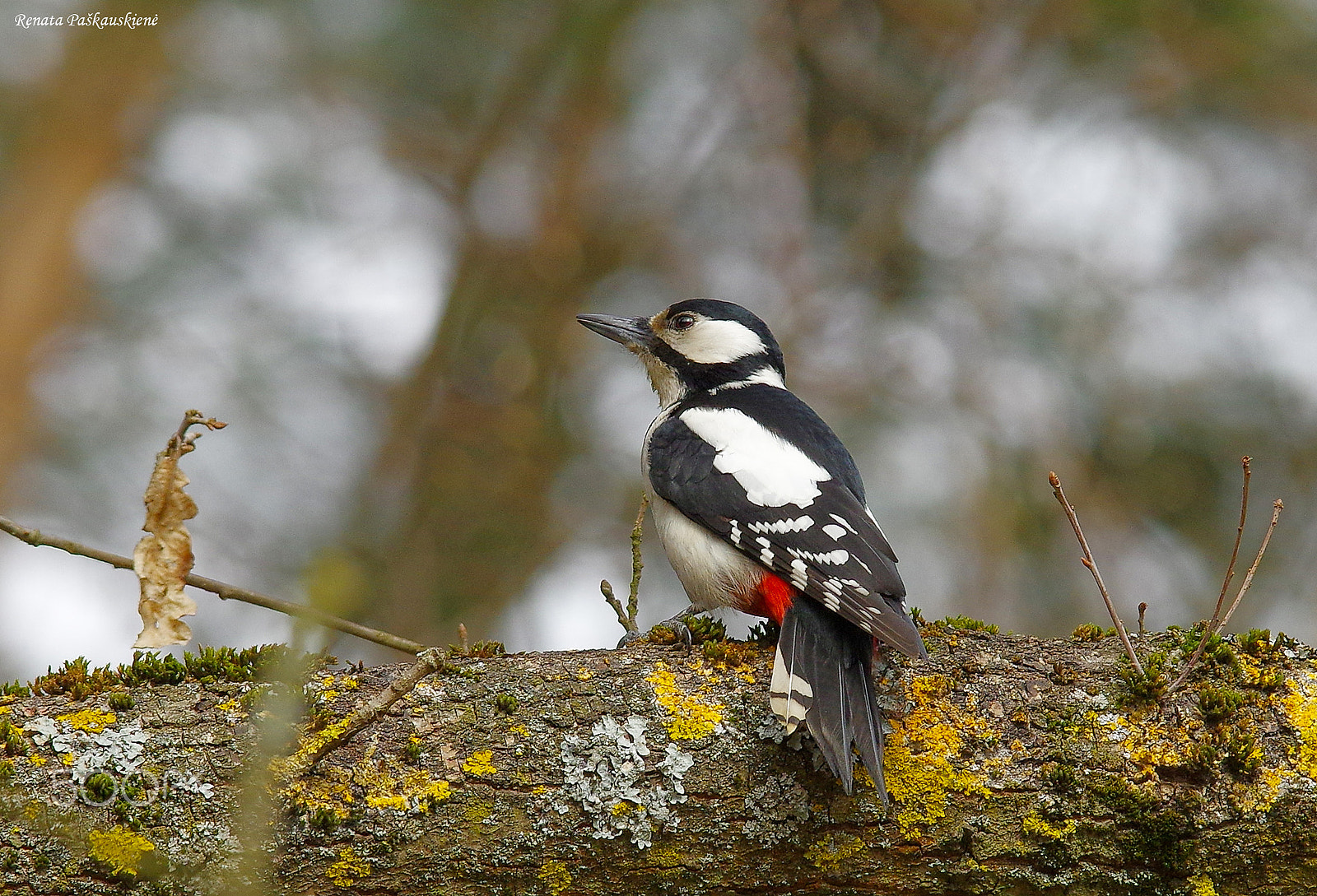 Pentax K-3 sample photo. Bird photography