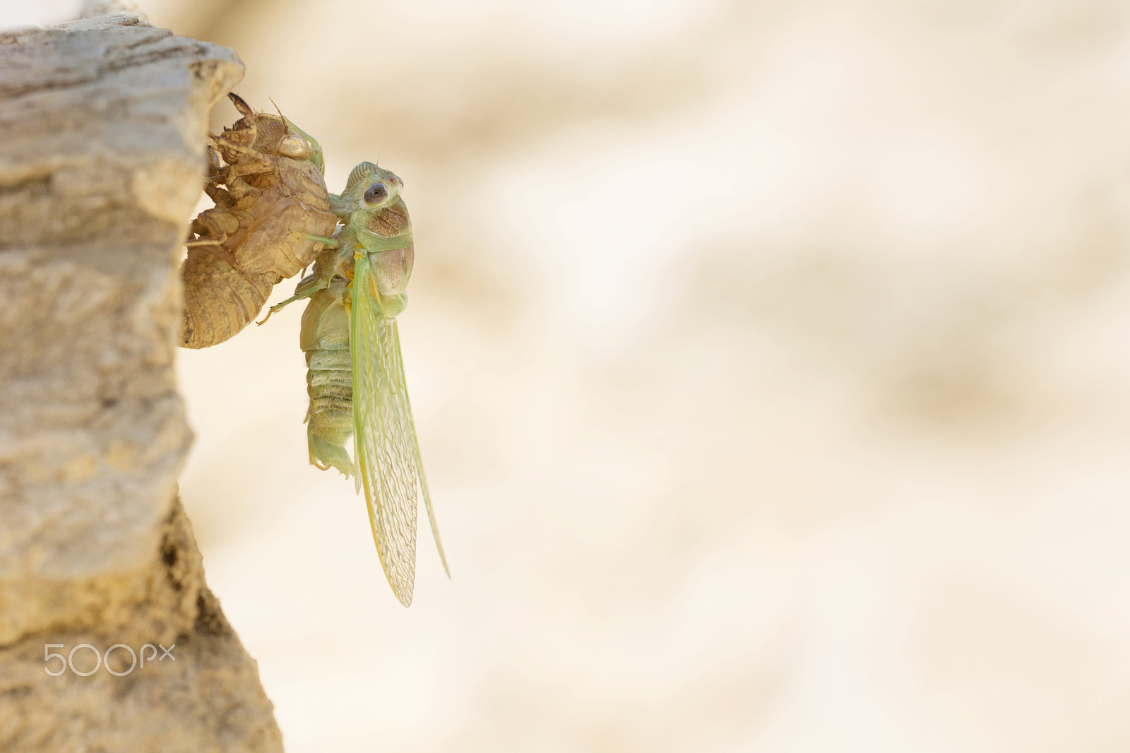 Sony SLT-A77 + Sigma 180mm F3.5 EX DG Macro sample photo. Cicada emergency - émergence d'une cigale - étapes photography