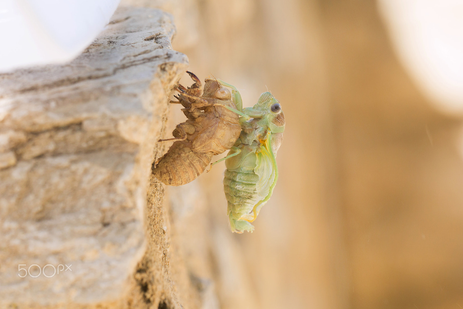 Sigma 180mm F3.5 EX DG Macro sample photo. Cicada emergency - émergence d'une cigale - étapes photography