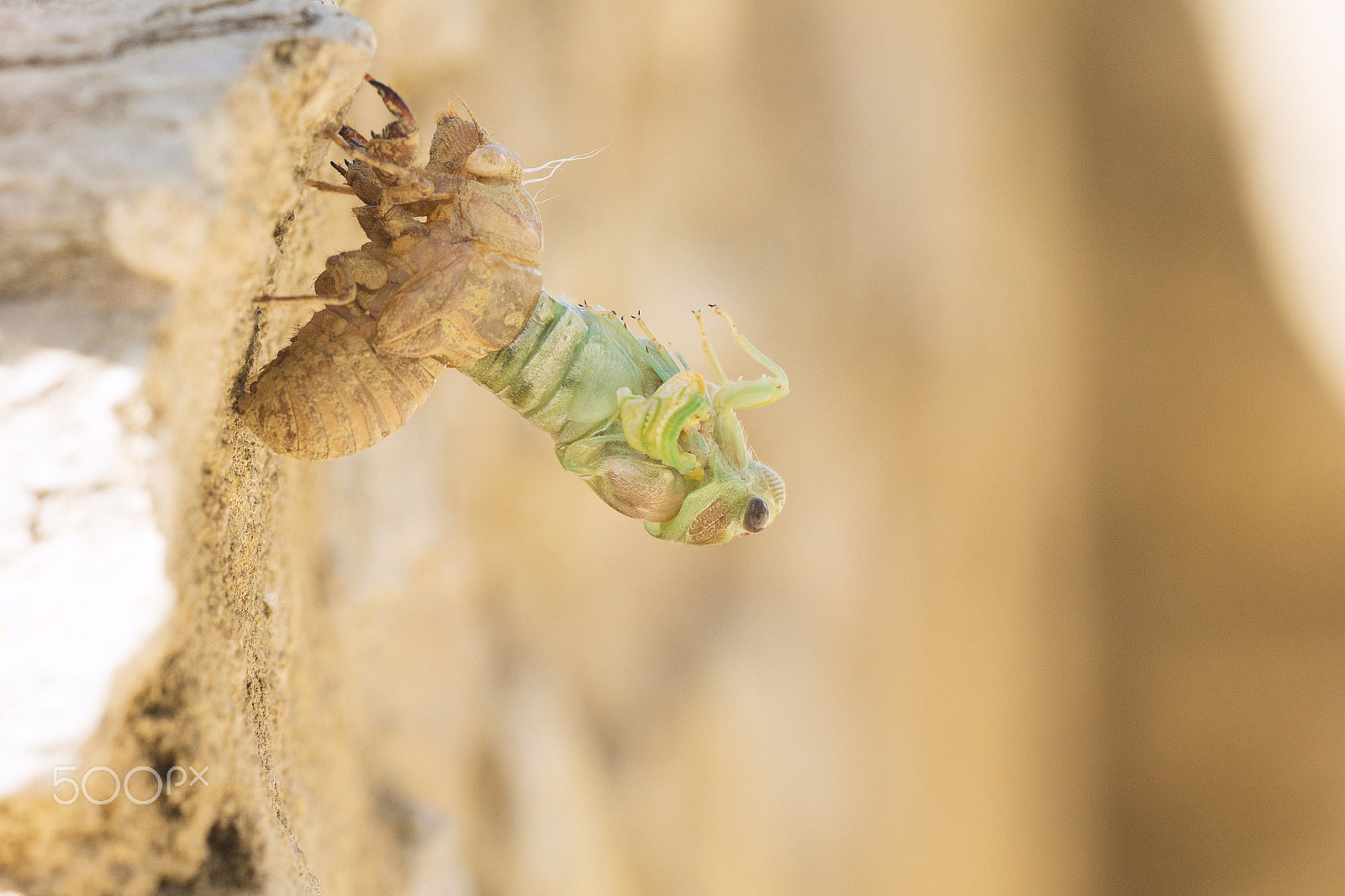 Sony SLT-A77 + Sigma 180mm F3.5 EX DG Macro sample photo. Cicada emergency - émergence d'une cigale - étapes photography