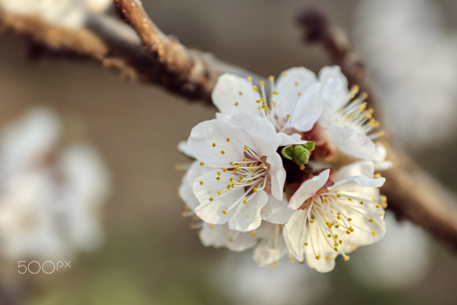 AF Zoom-Nikkor 35-70mm f/2.8 sample photo. ... photography