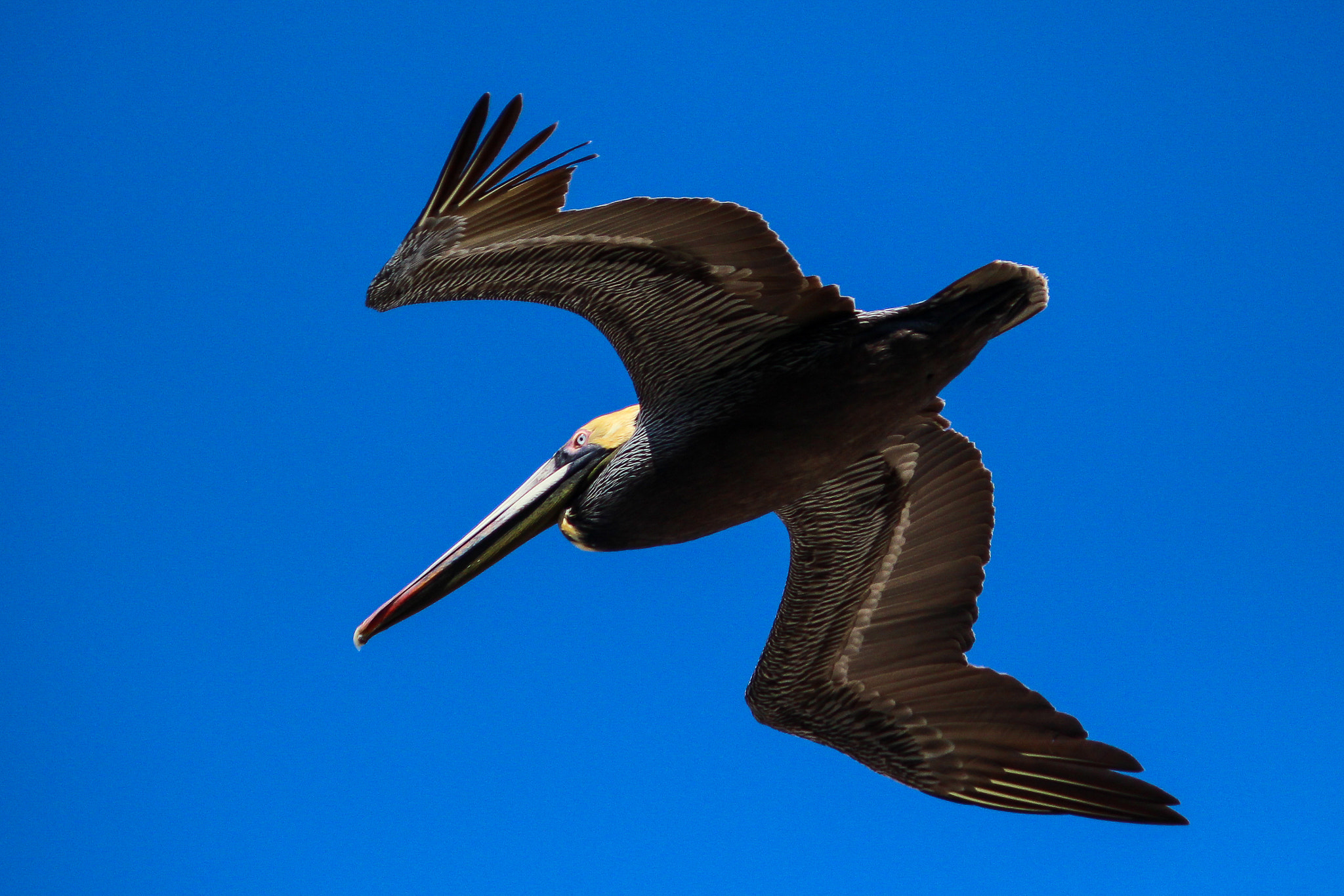 Canon EF-S 55-250mm F4-5.6 IS sample photo. Quiet glide photography