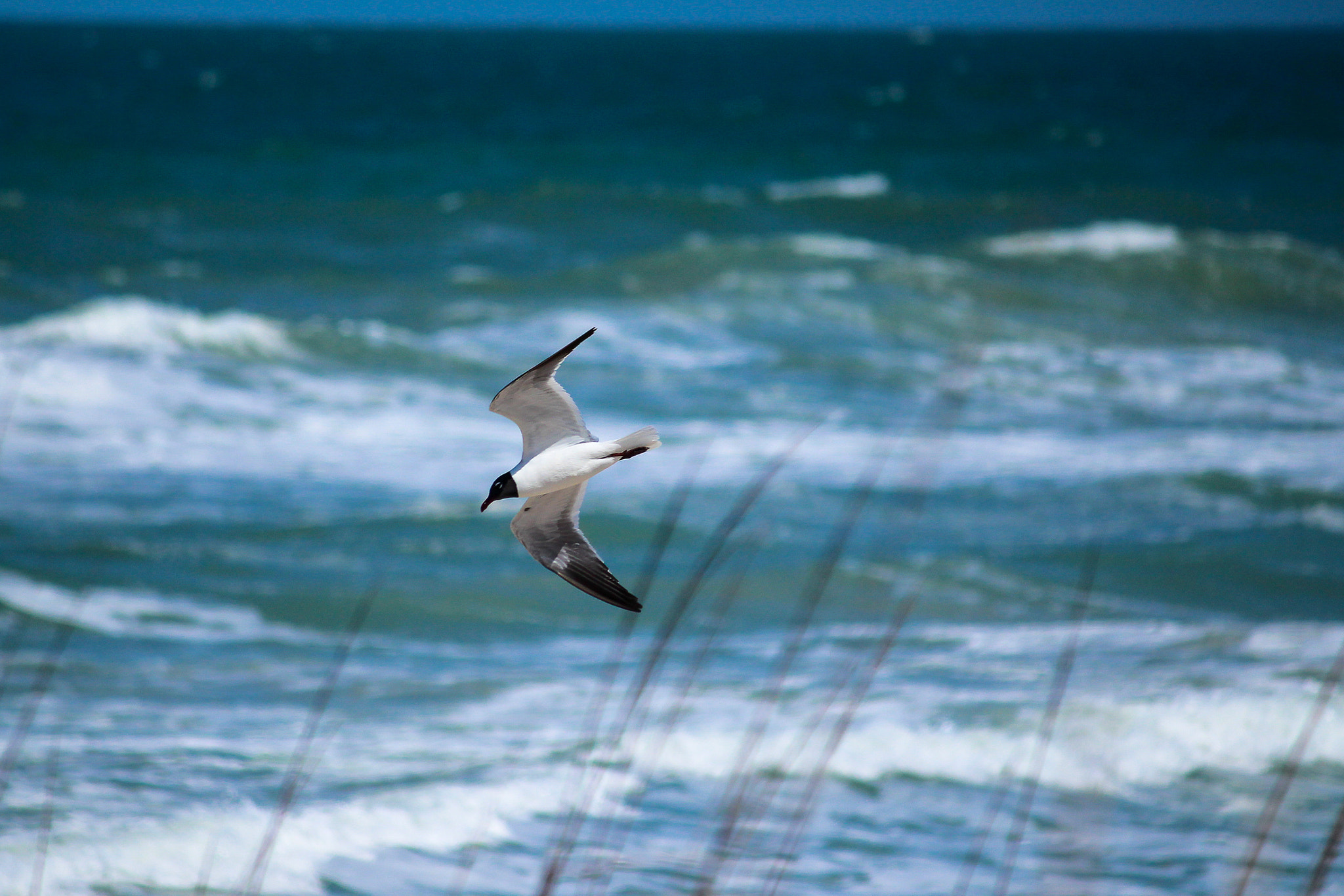 Canon EF-S 55-250mm F4-5.6 IS sample photo. Clarity of movement photography