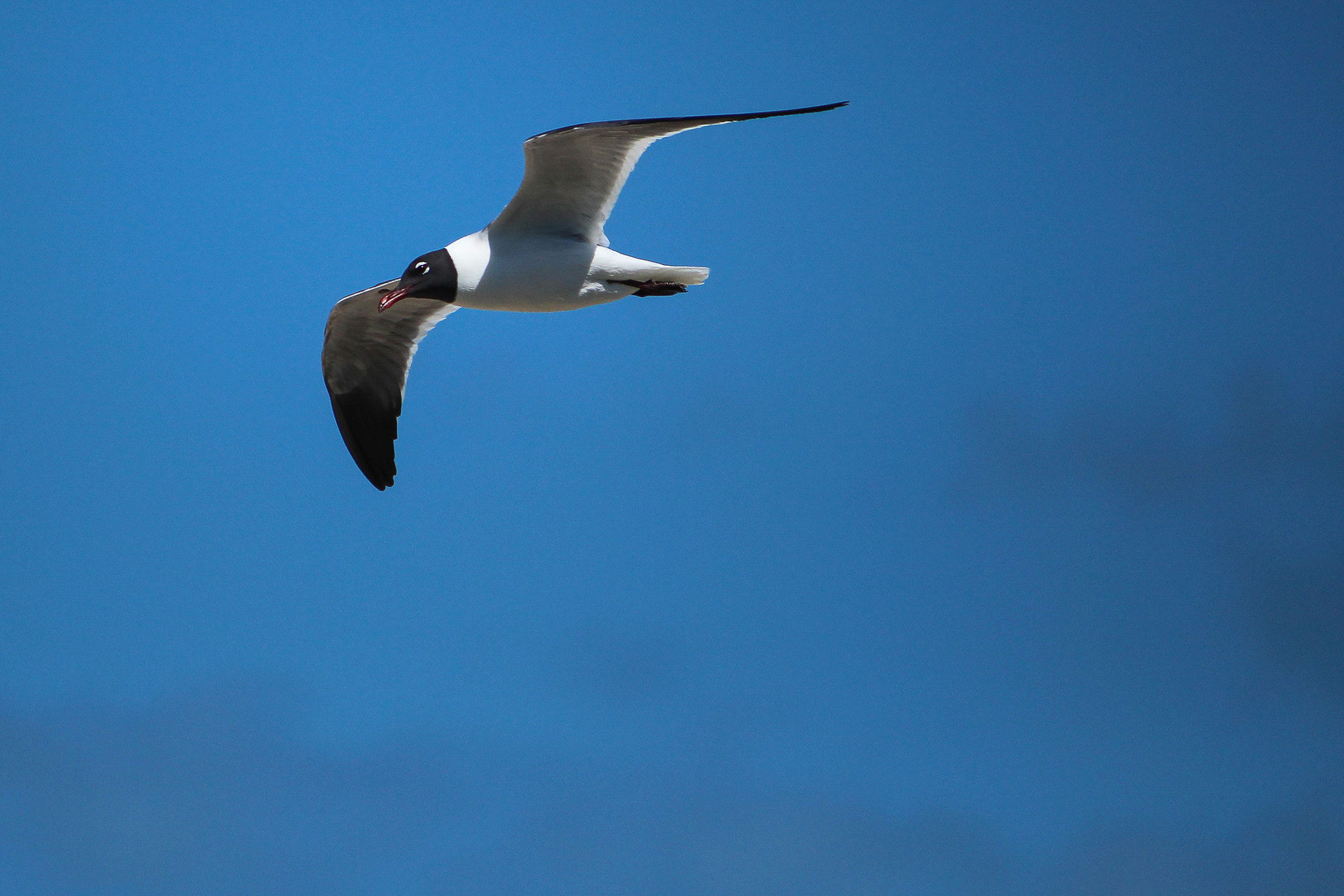 Canon EF-S 55-250mm F4-5.6 IS sample photo. Soar photography