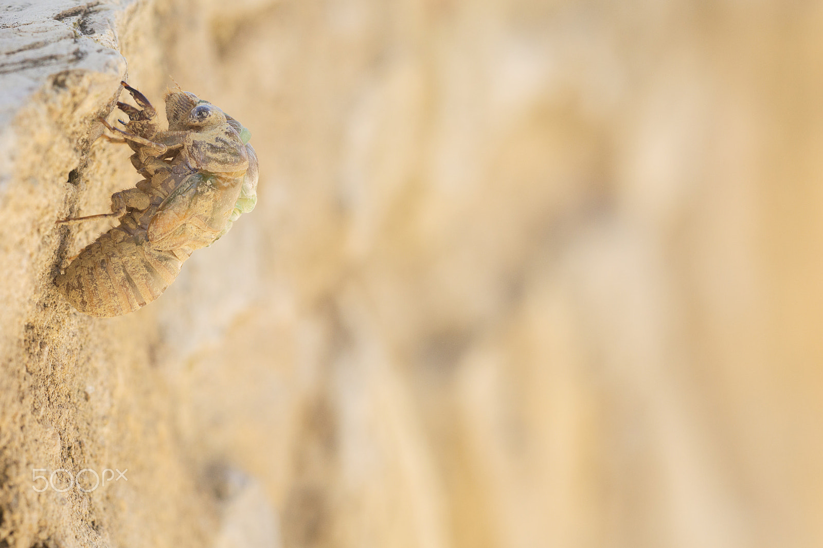 Sony SLT-A77 + Sigma 180mm F3.5 EX DG Macro sample photo. Cicada emergency - émergence d'une cigale - étapes photography