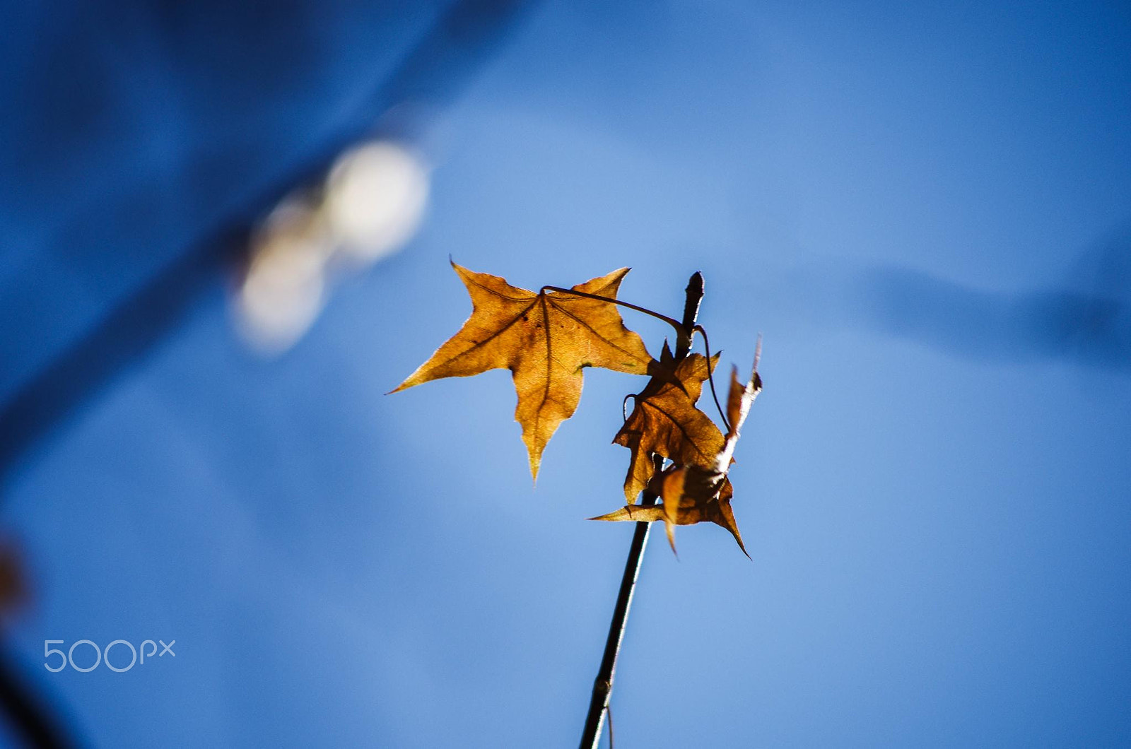 smc PENTAX-DA L 50-200mm F4-5.6 ED sample photo. Efdo photography