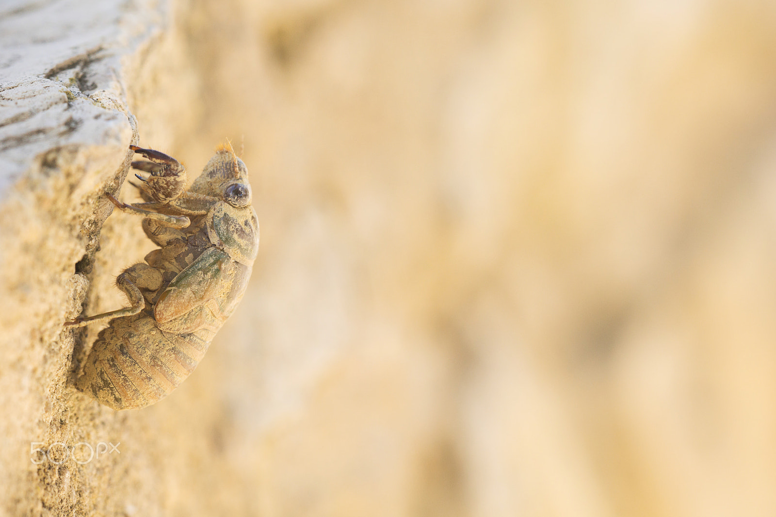 Sigma 180mm F3.5 EX DG Macro sample photo. Cicada emergency - émergence d'une cigale - étapes photography