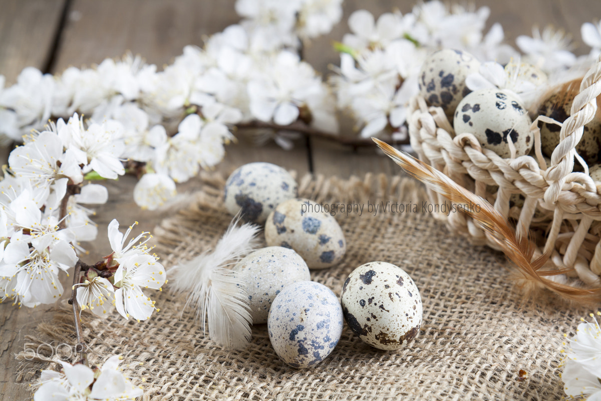 Canon EOS 1000D (EOS Digital Rebel XS / EOS Kiss F) sample photo. Quail eggs, flowers and feather photography