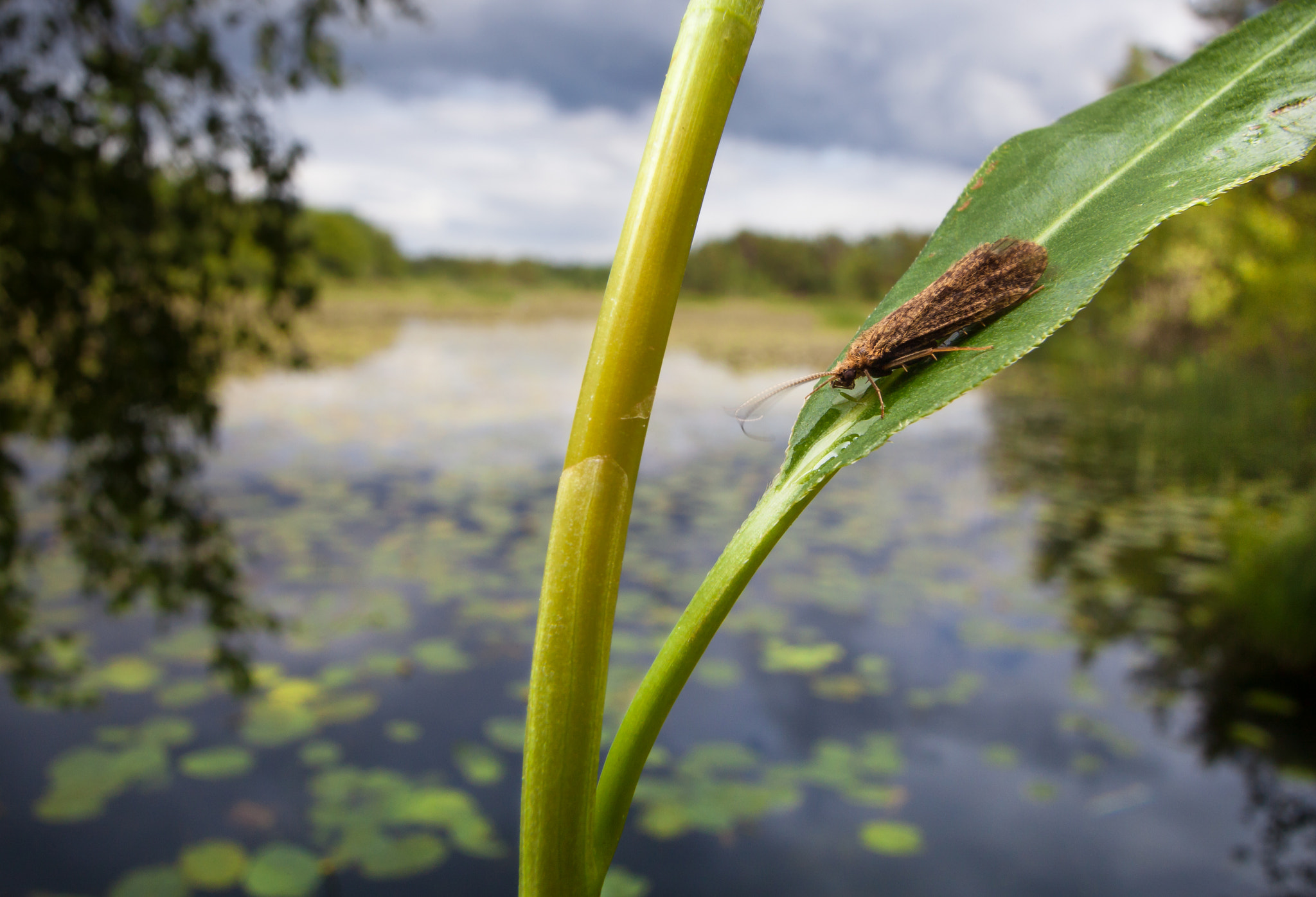 Canon EF 20-35mm F3.5-4.5 USM sample photo. Caddisfly in situ photography