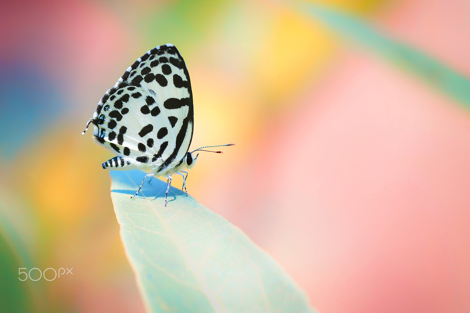 Sony SLT-A65 (SLT-A65V) + Tamron SP AF 90mm F2.8 Di Macro sample photo. Butterfly full color photography