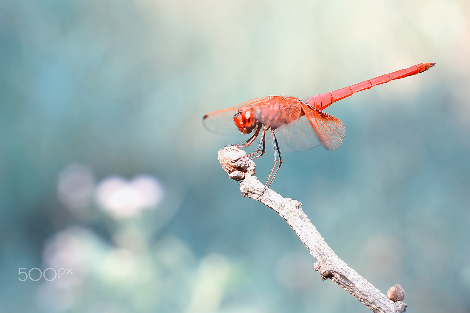 Sony SLT-A65 (SLT-A65V) + MACRO 50mm F2.8 sample photo. Dragonfly photography