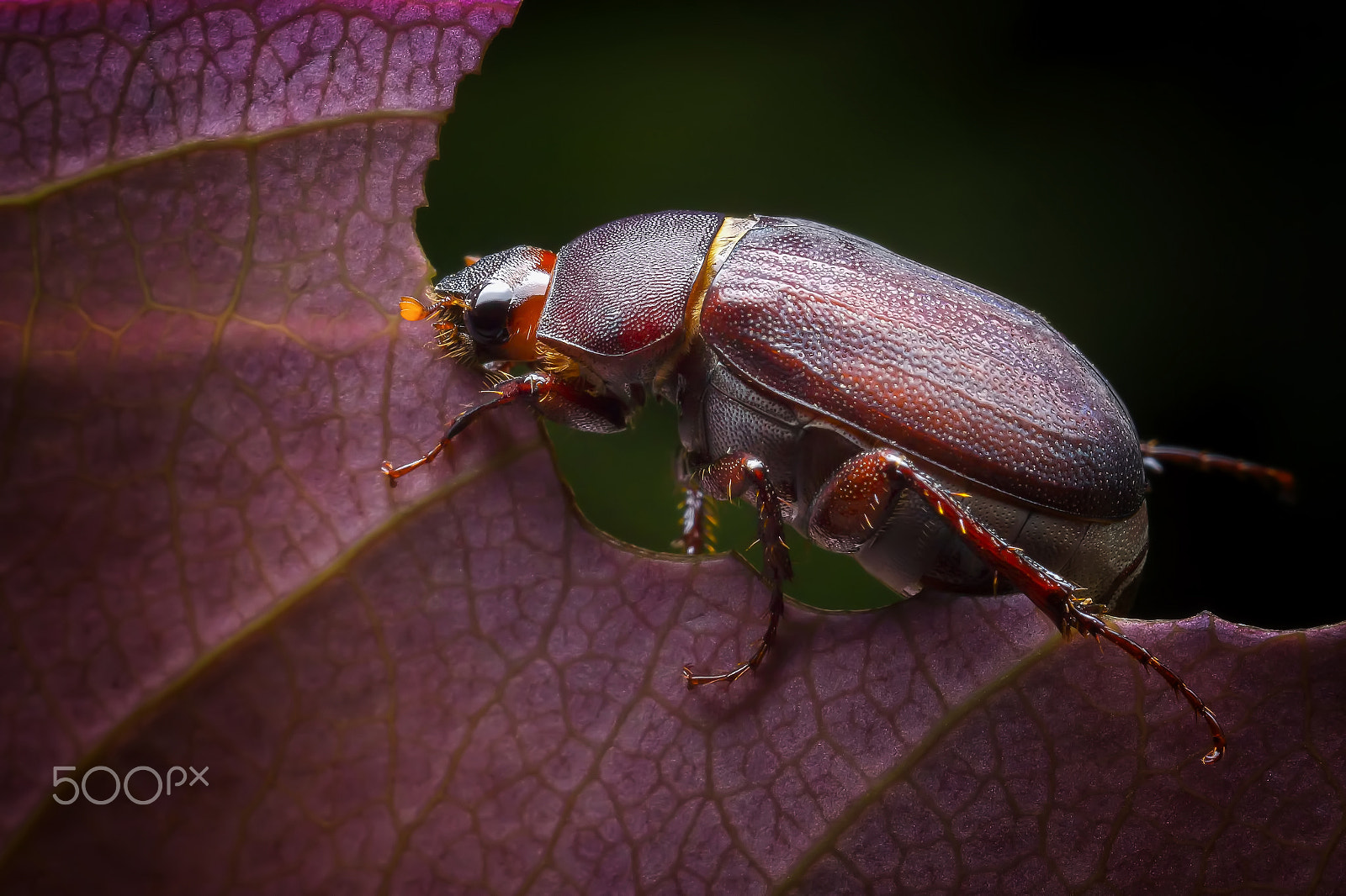 Sony SLT-A65 (SLT-A65V) + MACRO 50mm F2.8 sample photo. Brown beatles photography