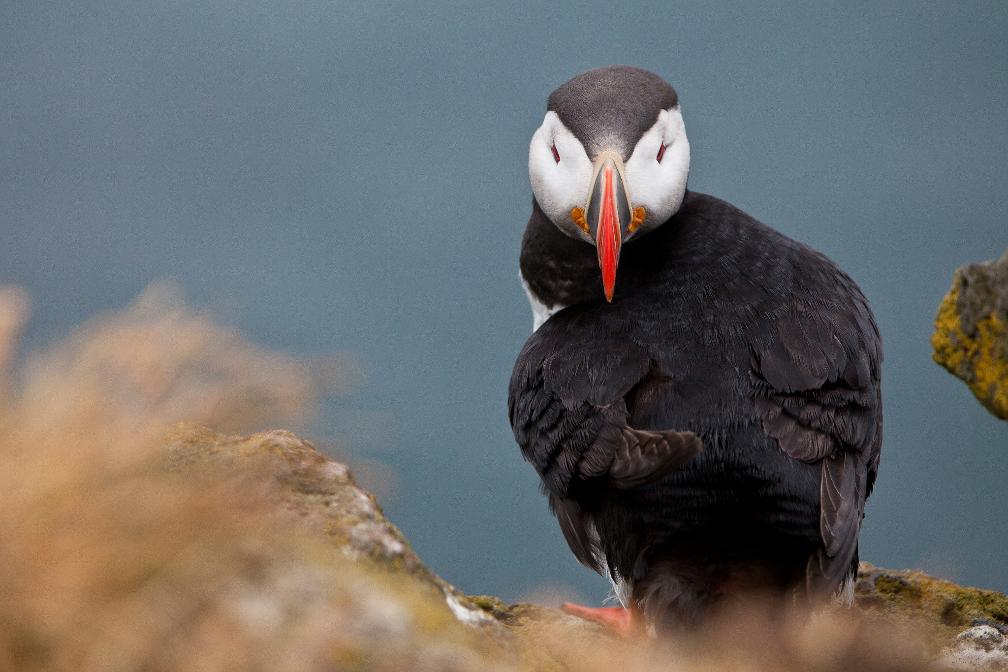 Canon EOS 5D Mark II + Canon EF 70-200mm F2.8L IS USM sample photo. Papageientaucher photography