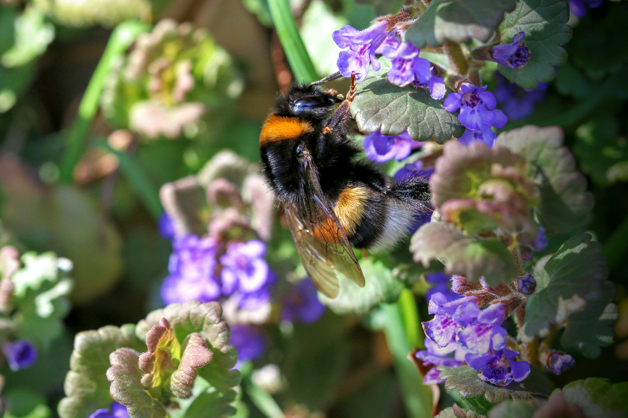 Canon EOS 70D + Canon EF 50mm f/1.8 sample photo. A bumblebee is drinking nectar photography