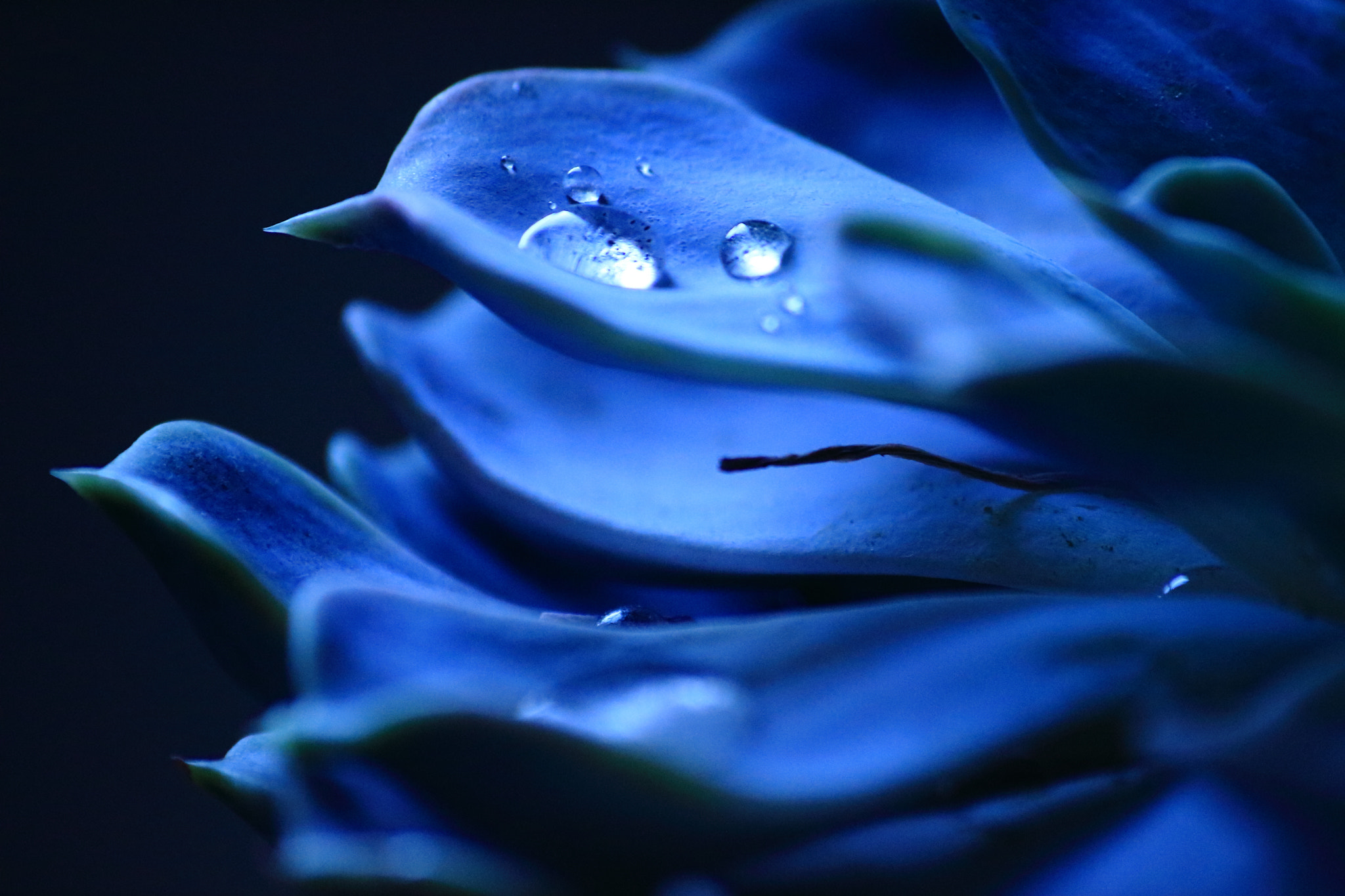 Sigma 70-300mm F4-5.6 APO DG Macro sample photo. Blue flower photography