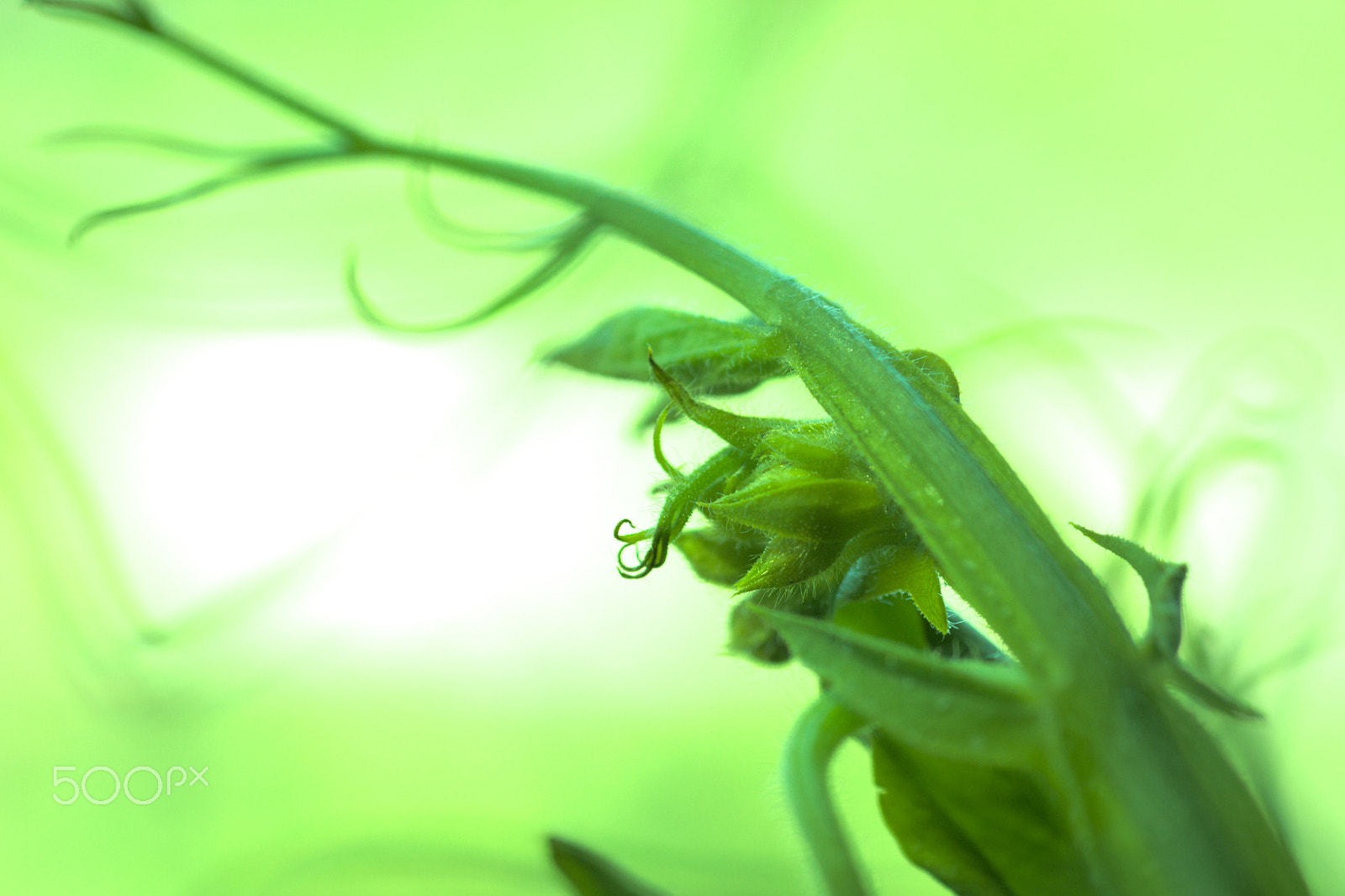 Nikon D40X + Nikon AF Micro-Nikkor 60mm F2.8D sample photo. Green green #2 photography