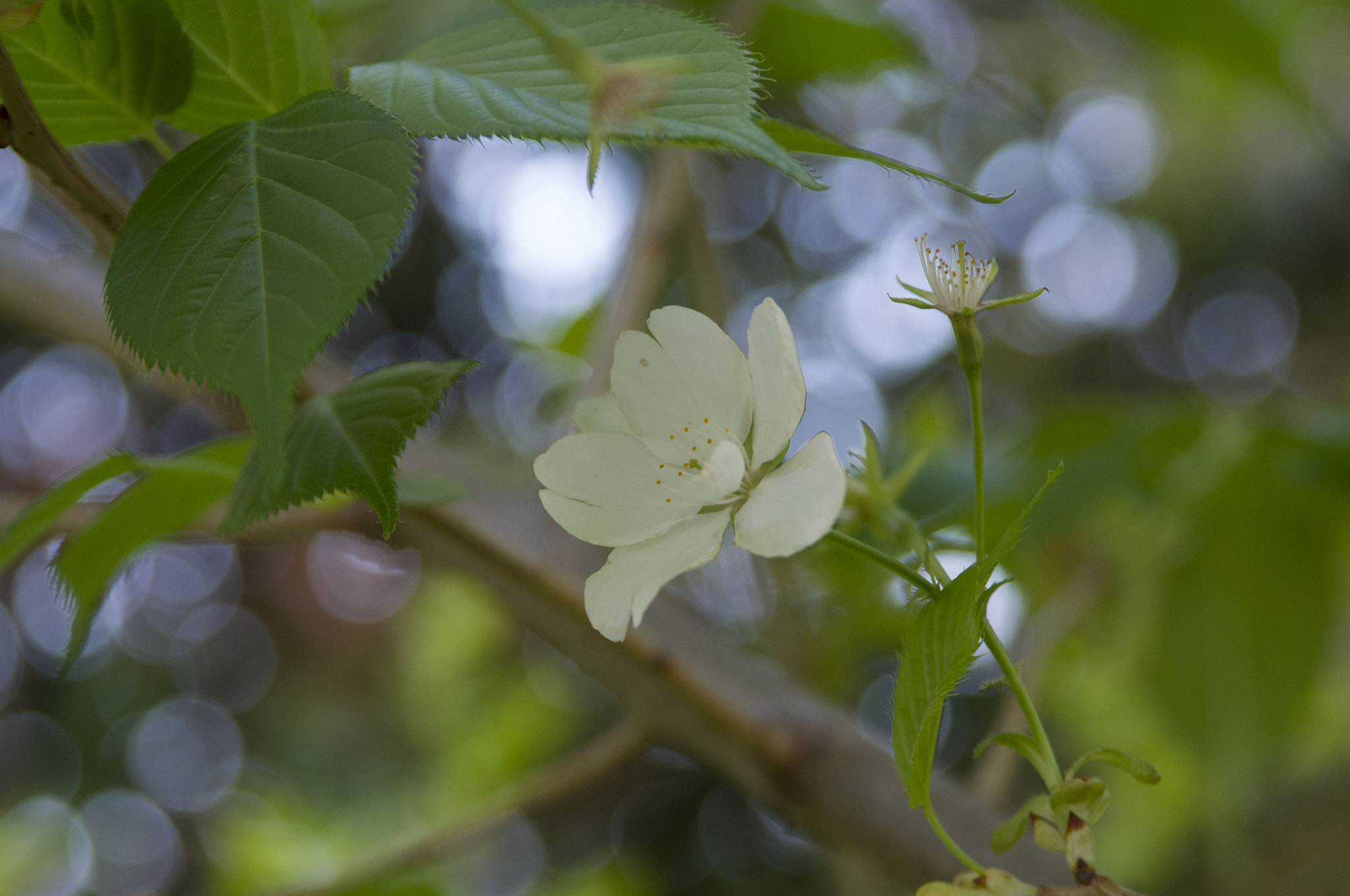 Pentax K-x sample photo. Beautiful flowers photography