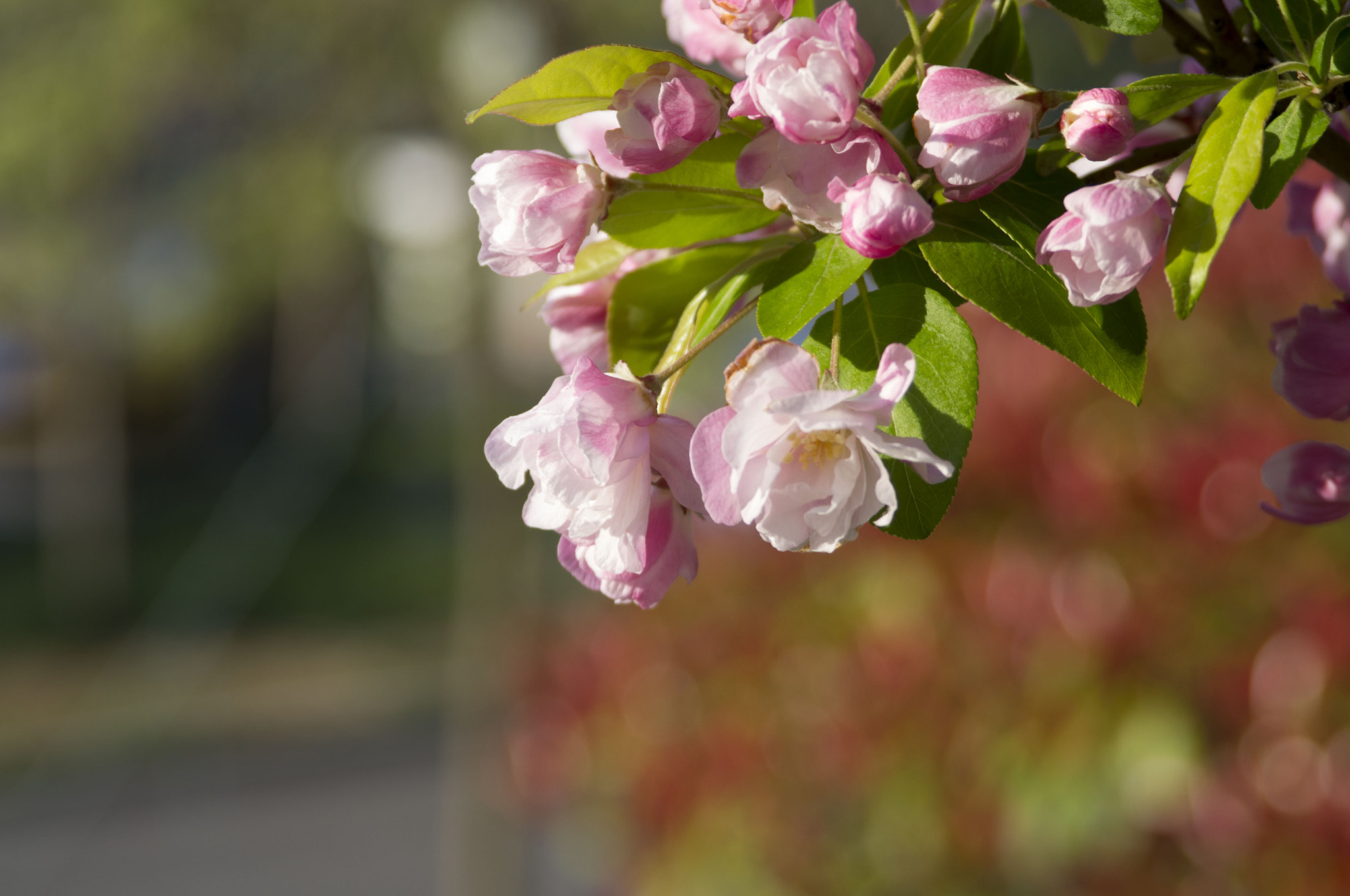 Pentax K-x sample photo. Beautiful flowers photography