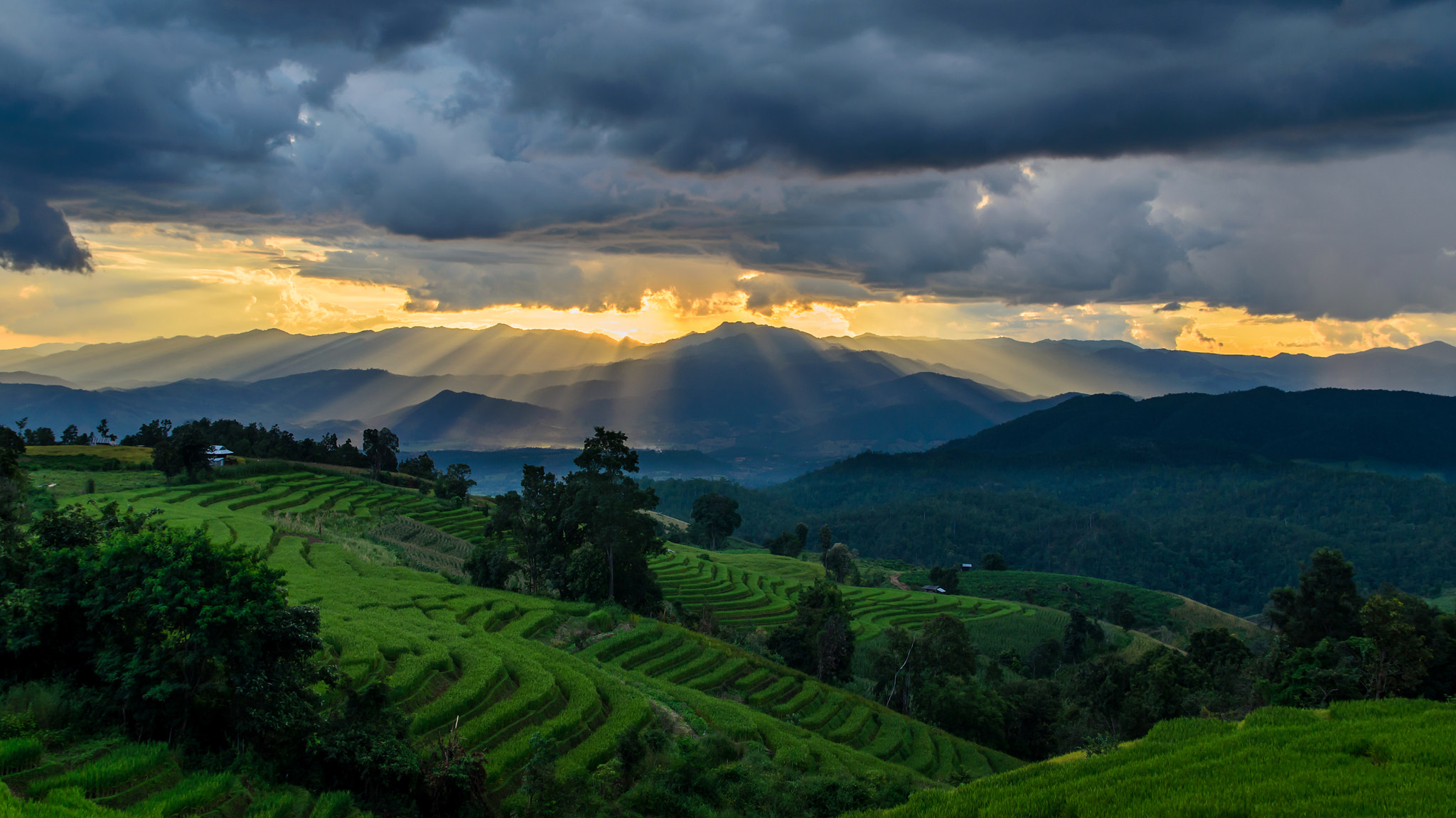 Nikon D5100 + Sigma 17-70mm F2.8-4 DC Macro OS HSM | C sample photo. Green terraced rice field, thailand. photography