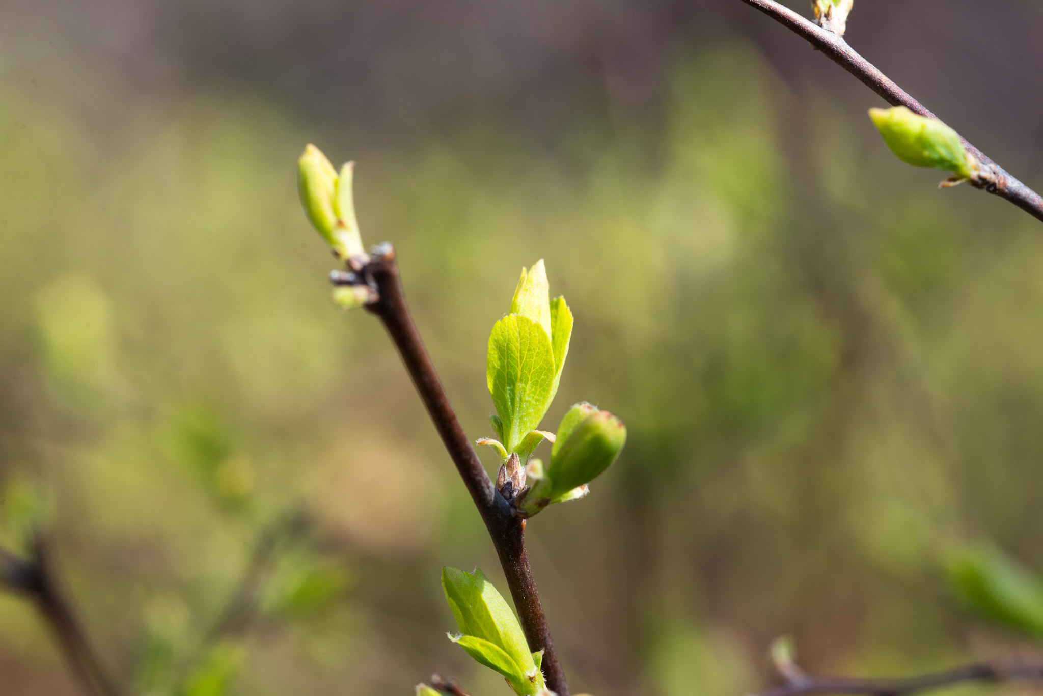 Nikon D610 + AF Micro-Nikkor 105mm f/2.8 sample photo. New life photography