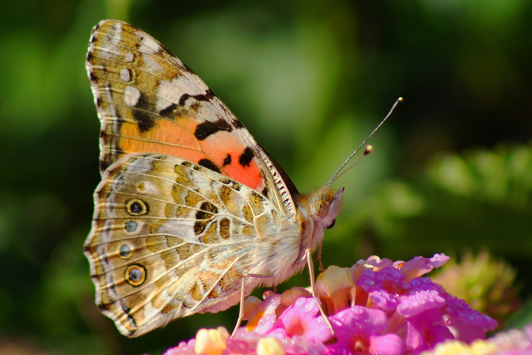 Sony 75-300mm F4.5-5.6 sample photo. Butterfly photography