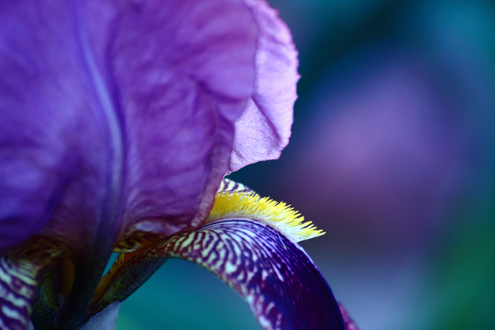 Sigma 70-300mm F4-5.6 APO DG Macro sample photo. Purple flower photography