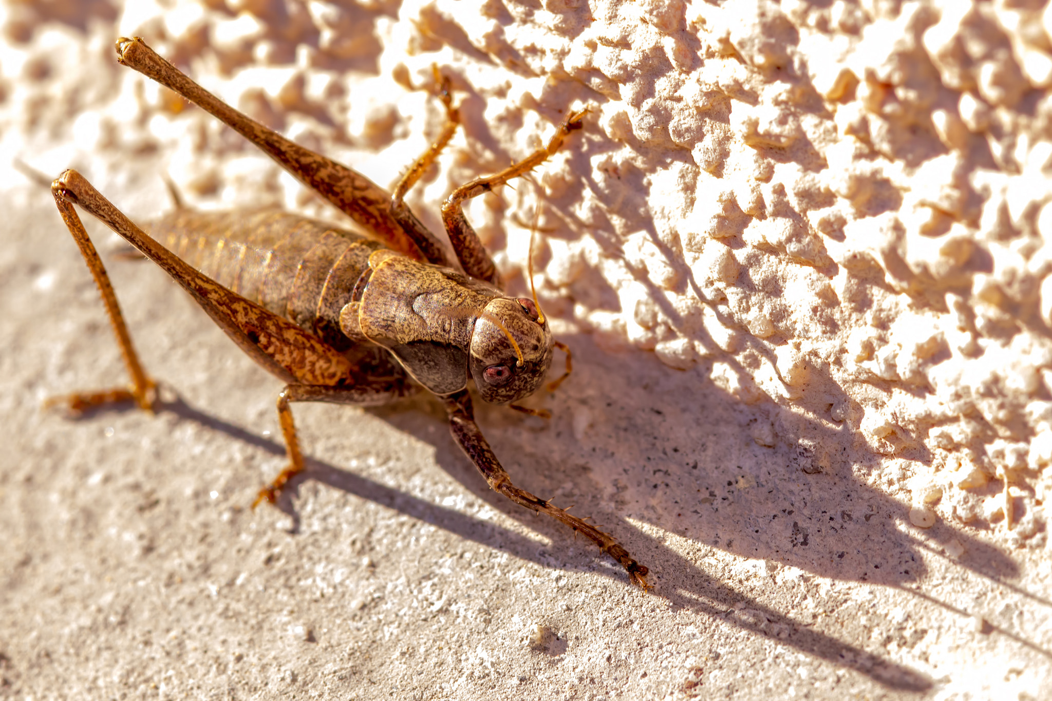 Canon EOS 700D (EOS Rebel T5i / EOS Kiss X7i) + Sigma 105mm F2.8 EX DG Macro sample photo. A cricket ready to jump photography