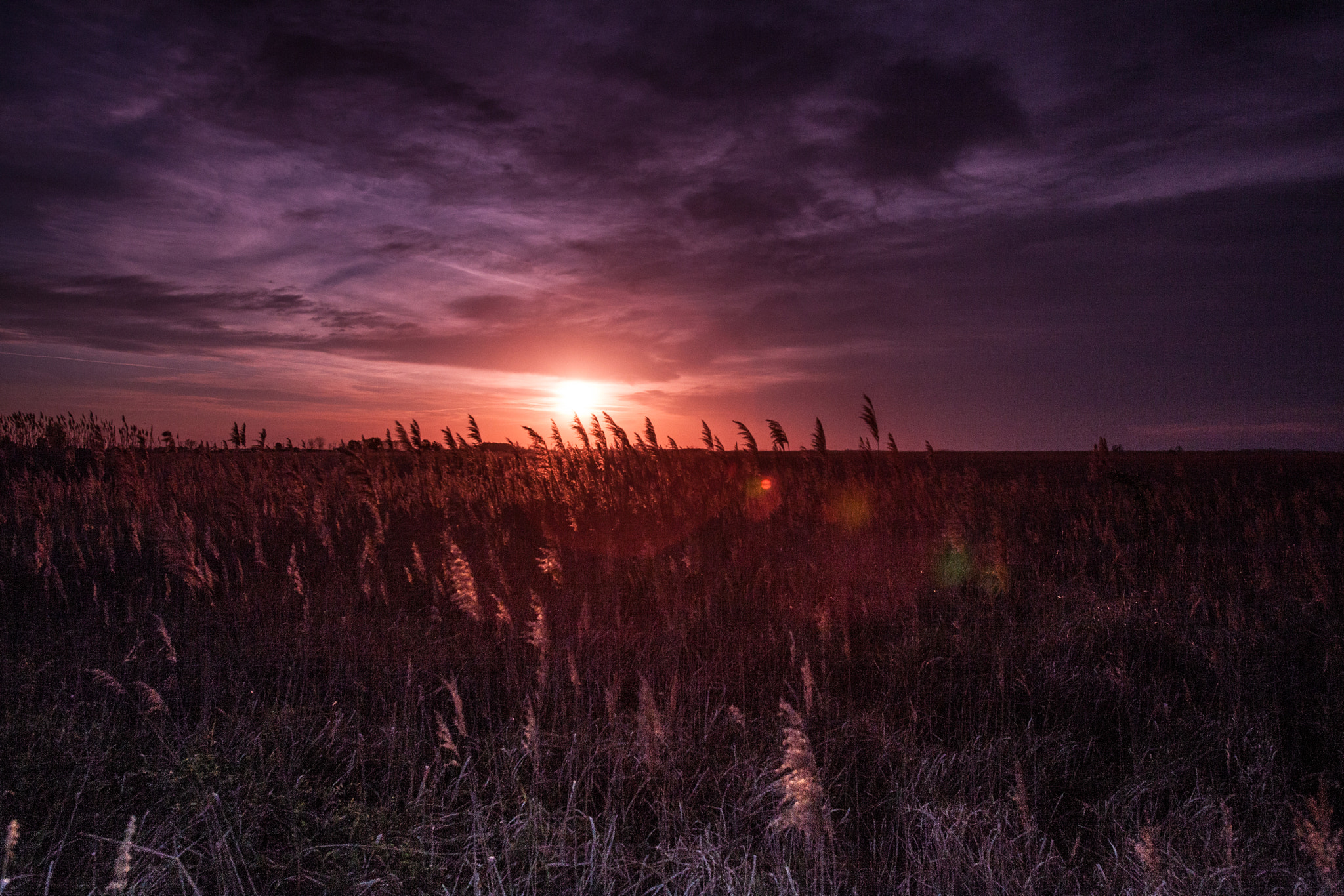 Canon EOS 5D Mark II + Canon EF 16-35mm F2.8L USM sample photo. Sonnenaufgang über dem schilf photography