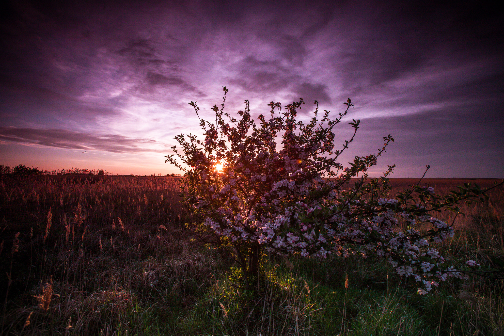 Canon EOS 5D Mark II + Canon EF 16-35mm F2.8L USM sample photo. Busch im licht des sonnenaufgangs photography