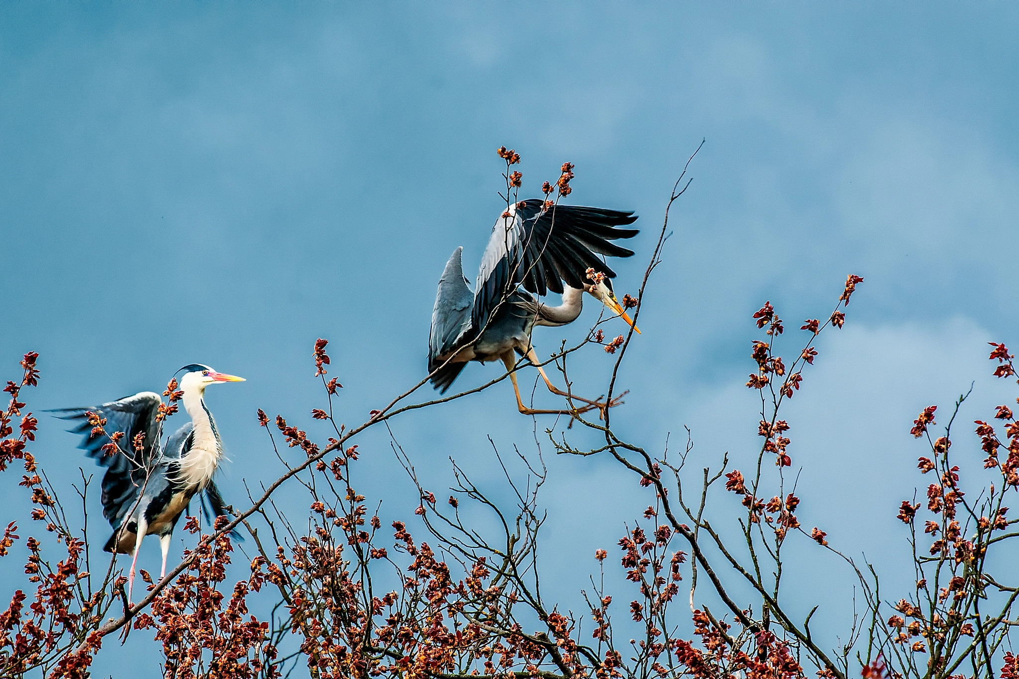 Nikon D300S + Nikon AF-S Nikkor 300mm F4D ED-IF sample photo. Jpn 209 photography