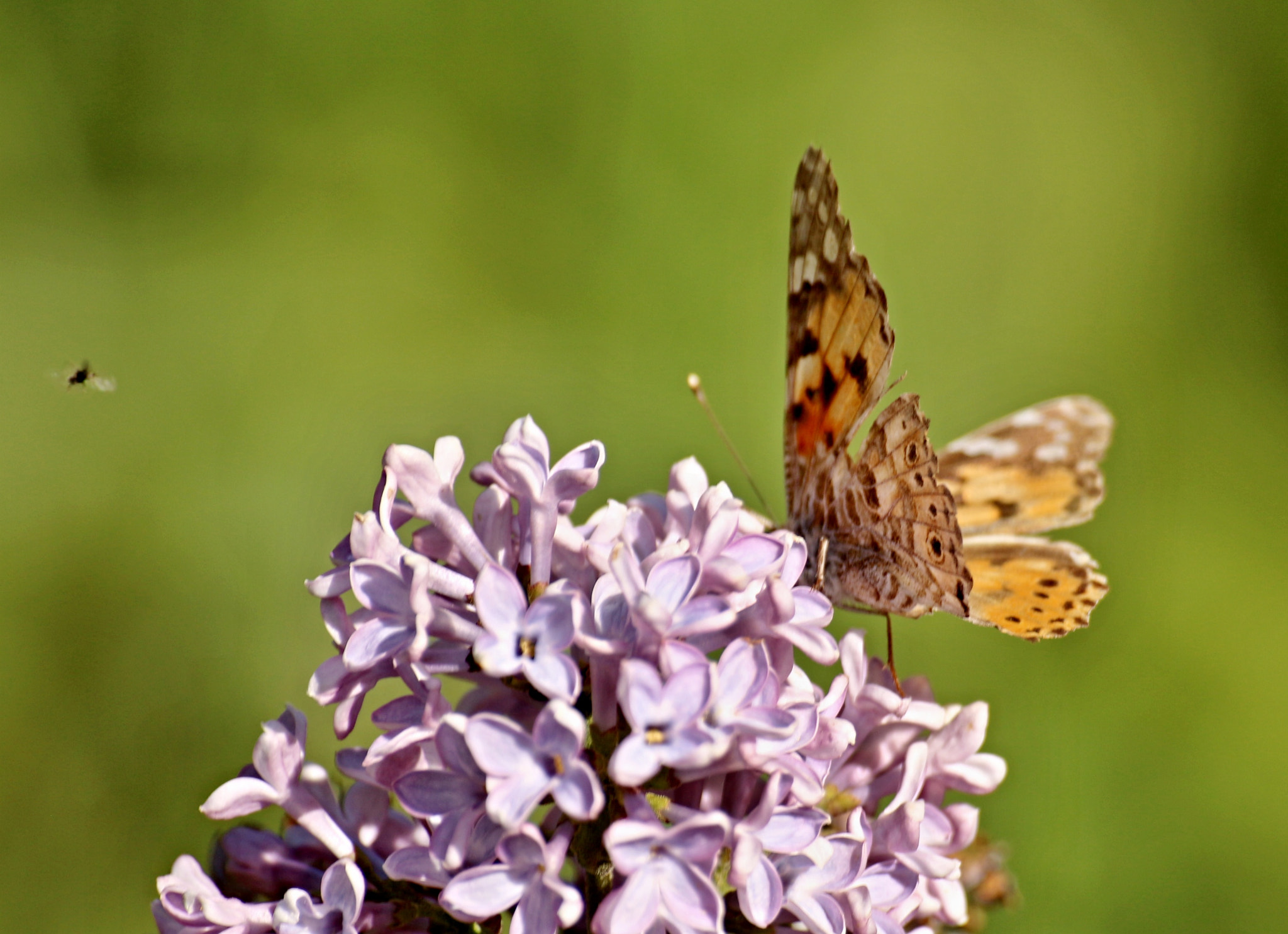 Canon EOS 650D (EOS Rebel T4i / EOS Kiss X6i) + Sigma 50-200mm F4-5.6 DC OS HSM sample photo. Butterfly and fly photography