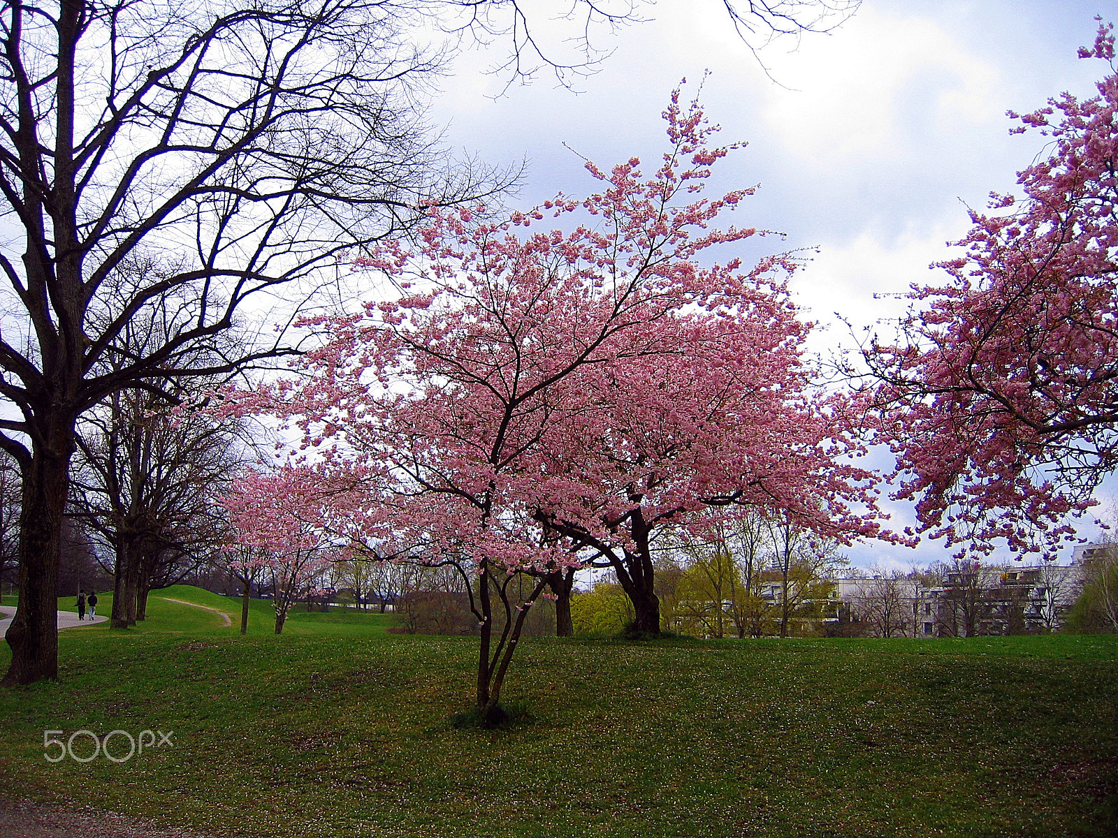 Canon POWERSHOT S50 sample photo. Pink couple beauty photography