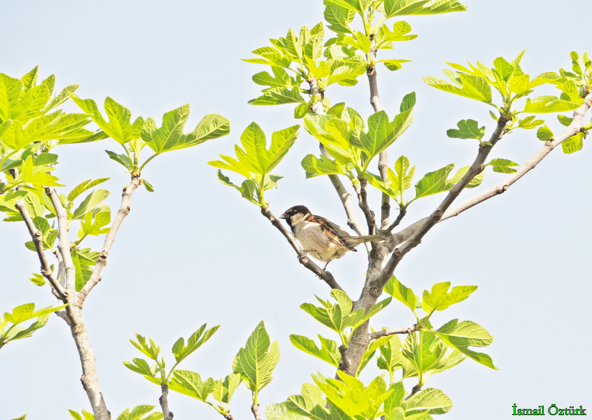 Sigma 18-200mm F3.5-6.3 II DC OS HSM sample photo. Sparrow photography