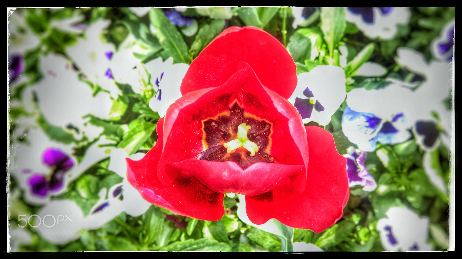 HTC 0P9C8 sample photo. Hot tulips photography
