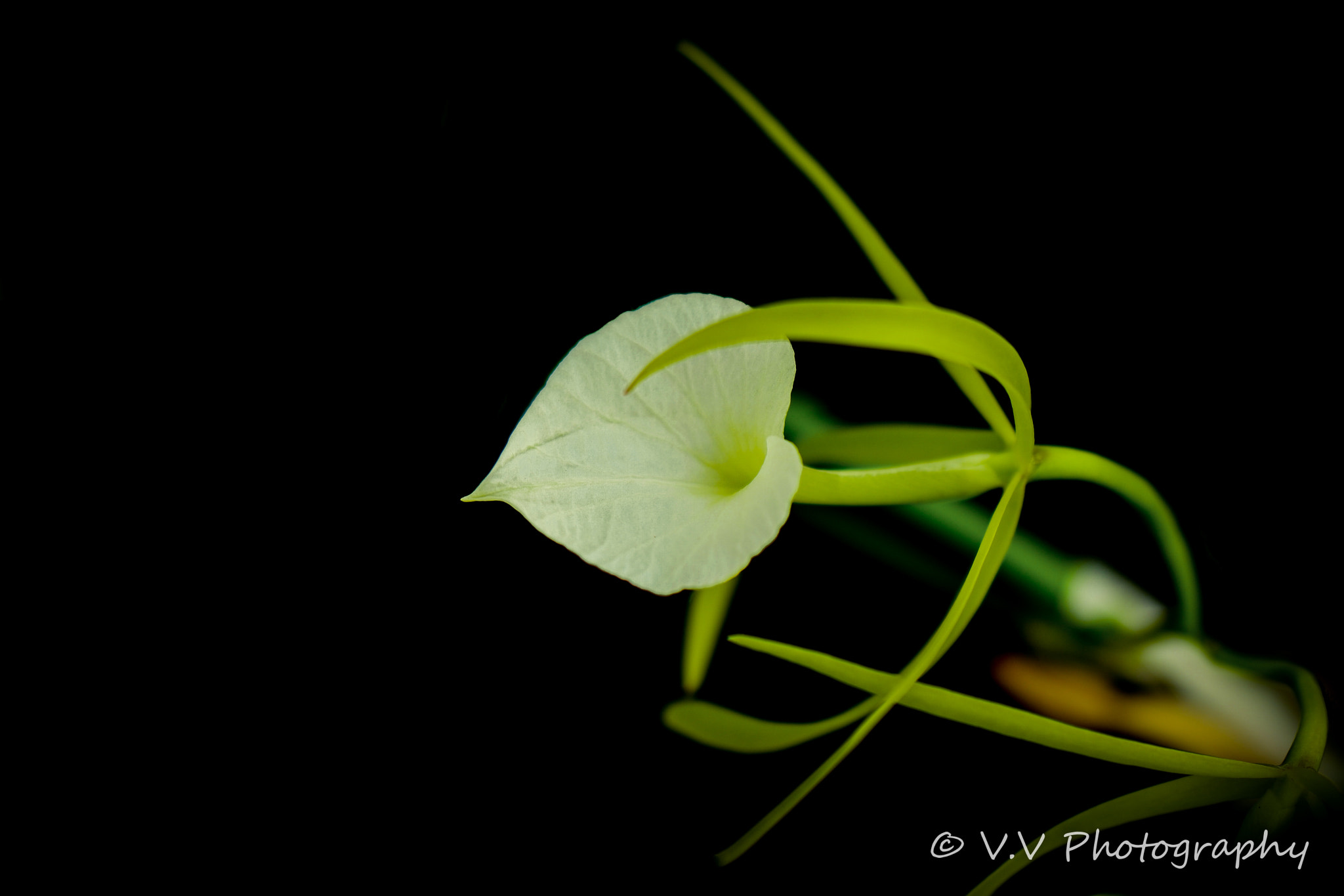 Samsung NX500 + NX 60mm F2.8 Macro sample photo. A lonely heart photography