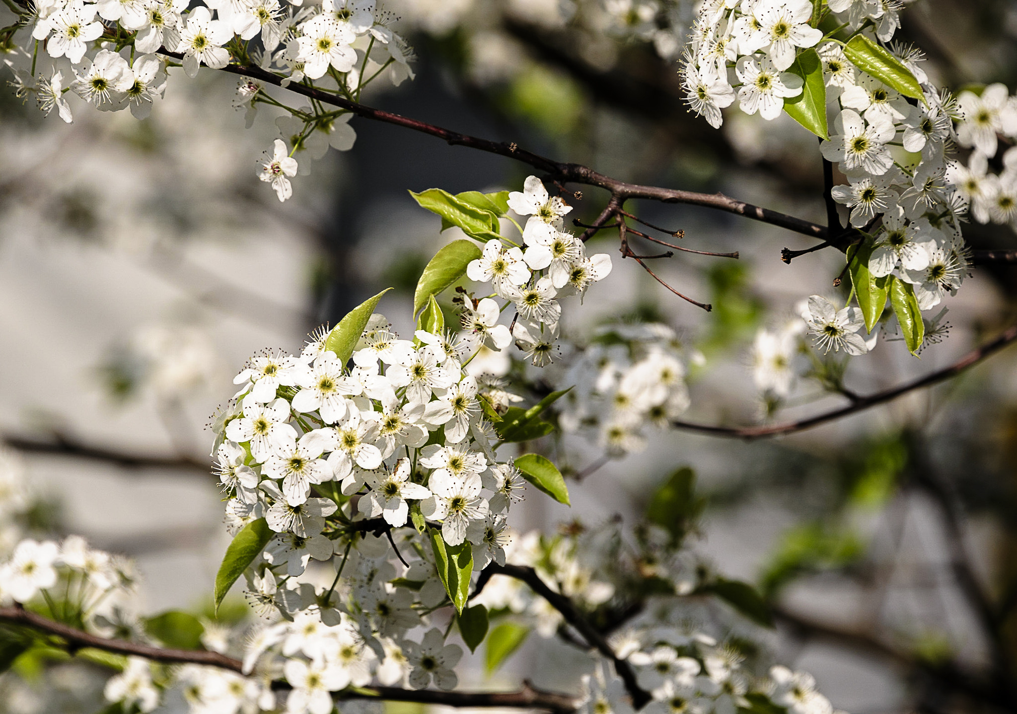 Nikon D3 sample photo. Flowering pear photography