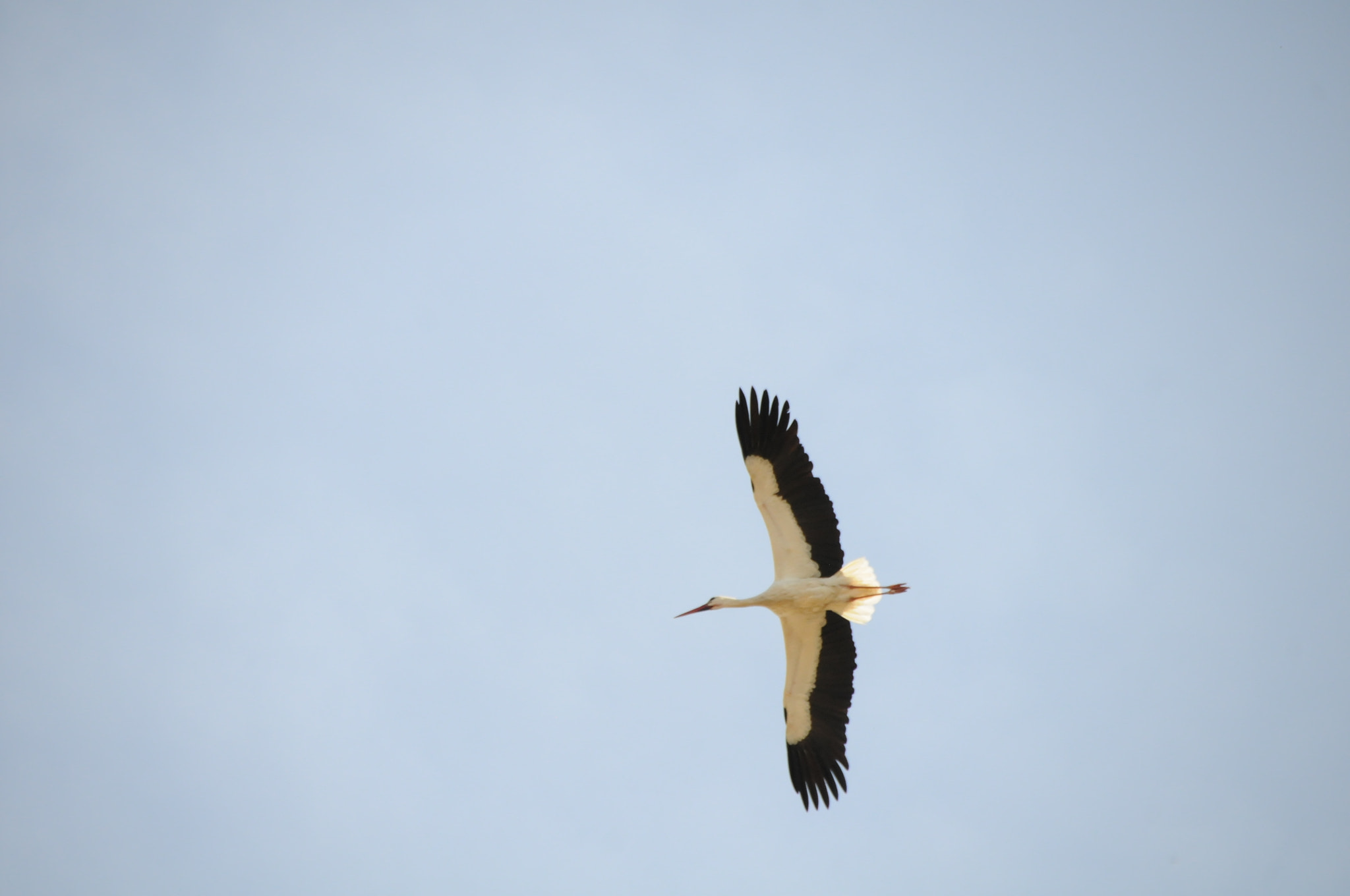 Sigma 18-200mm F3.5-6.3 II DC OS HSM sample photo. Stork photography