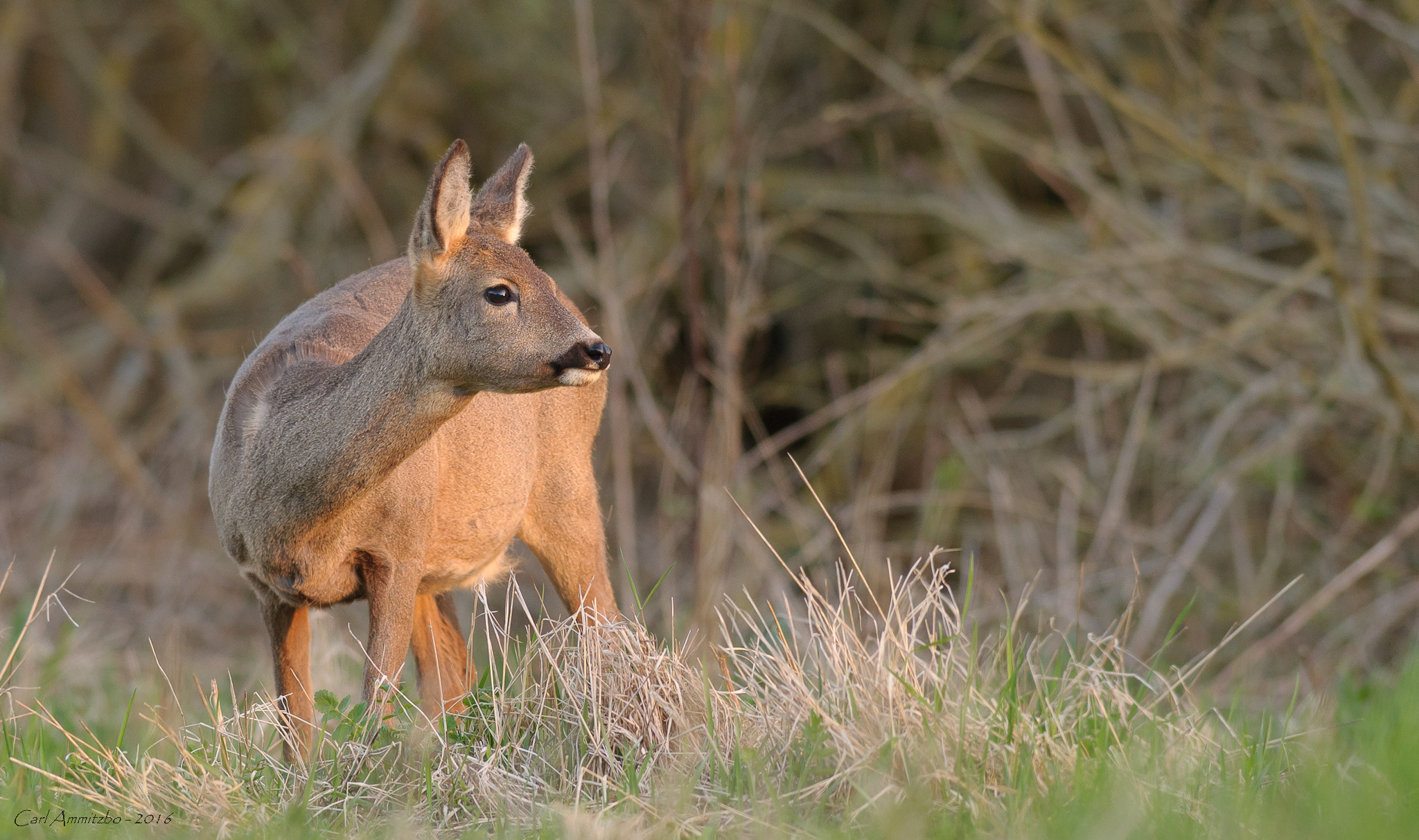 Nikon AF-S Nikkor 300mm F2.8G ED VR II sample photo. A roe photography