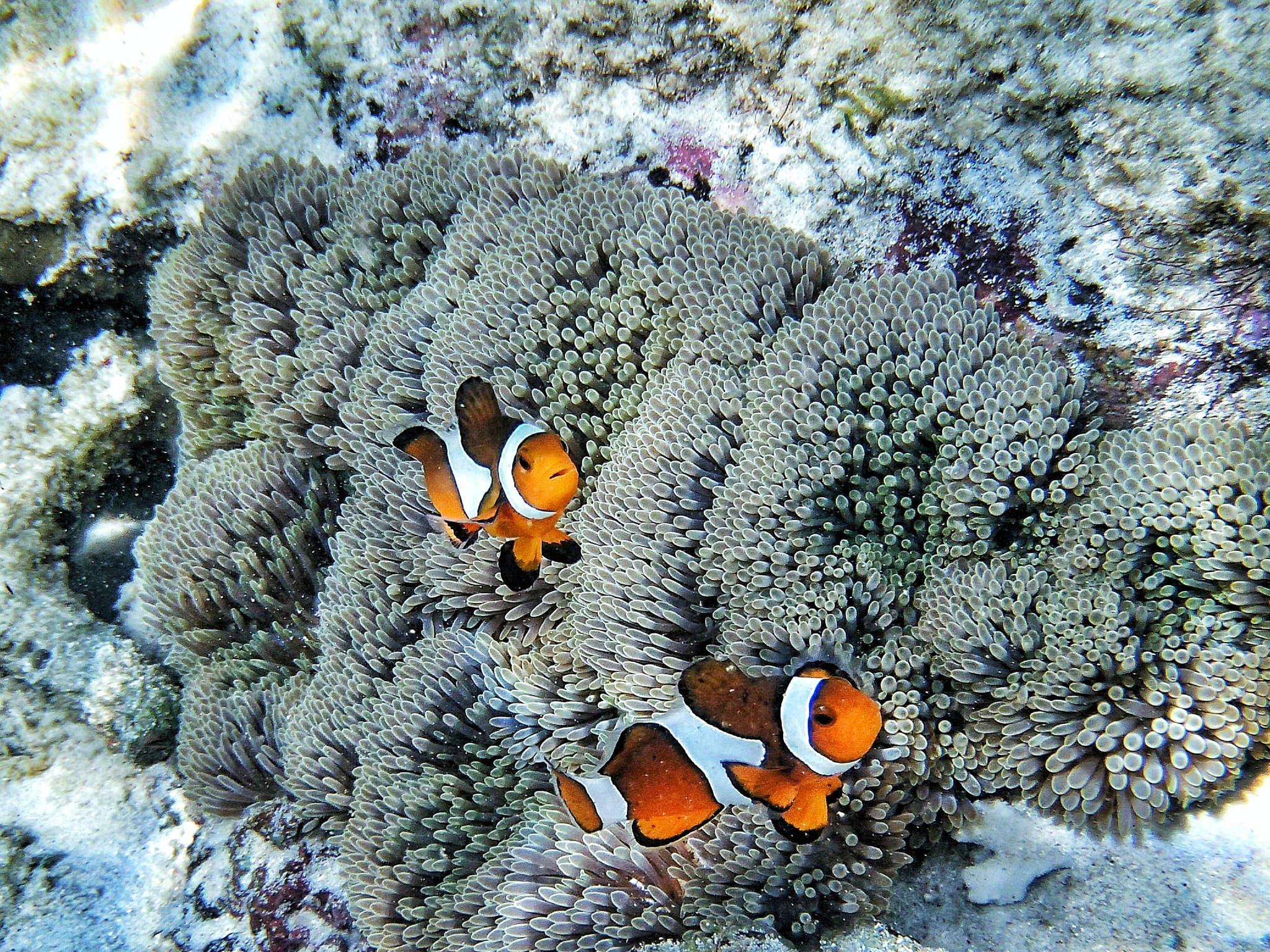 Olympus TG-820 sample photo. Nemo photography