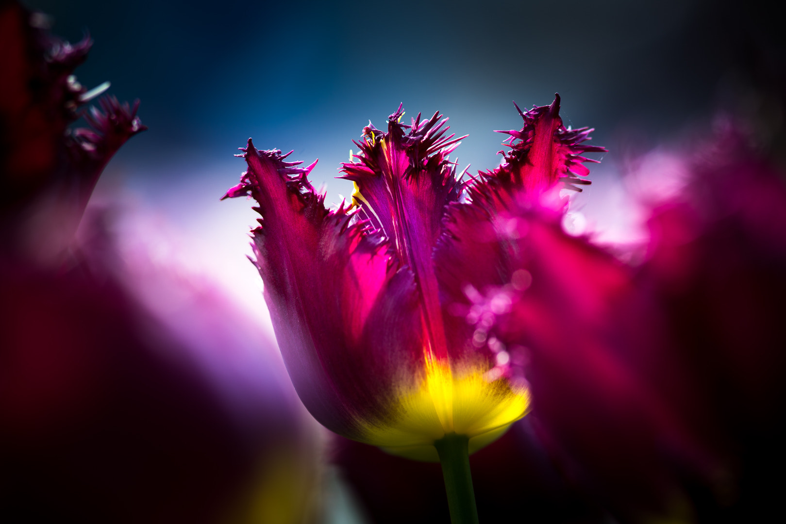 Sony a7R II + Canon EF 300mm F4L IS USM sample photo. Fraying tulip photography