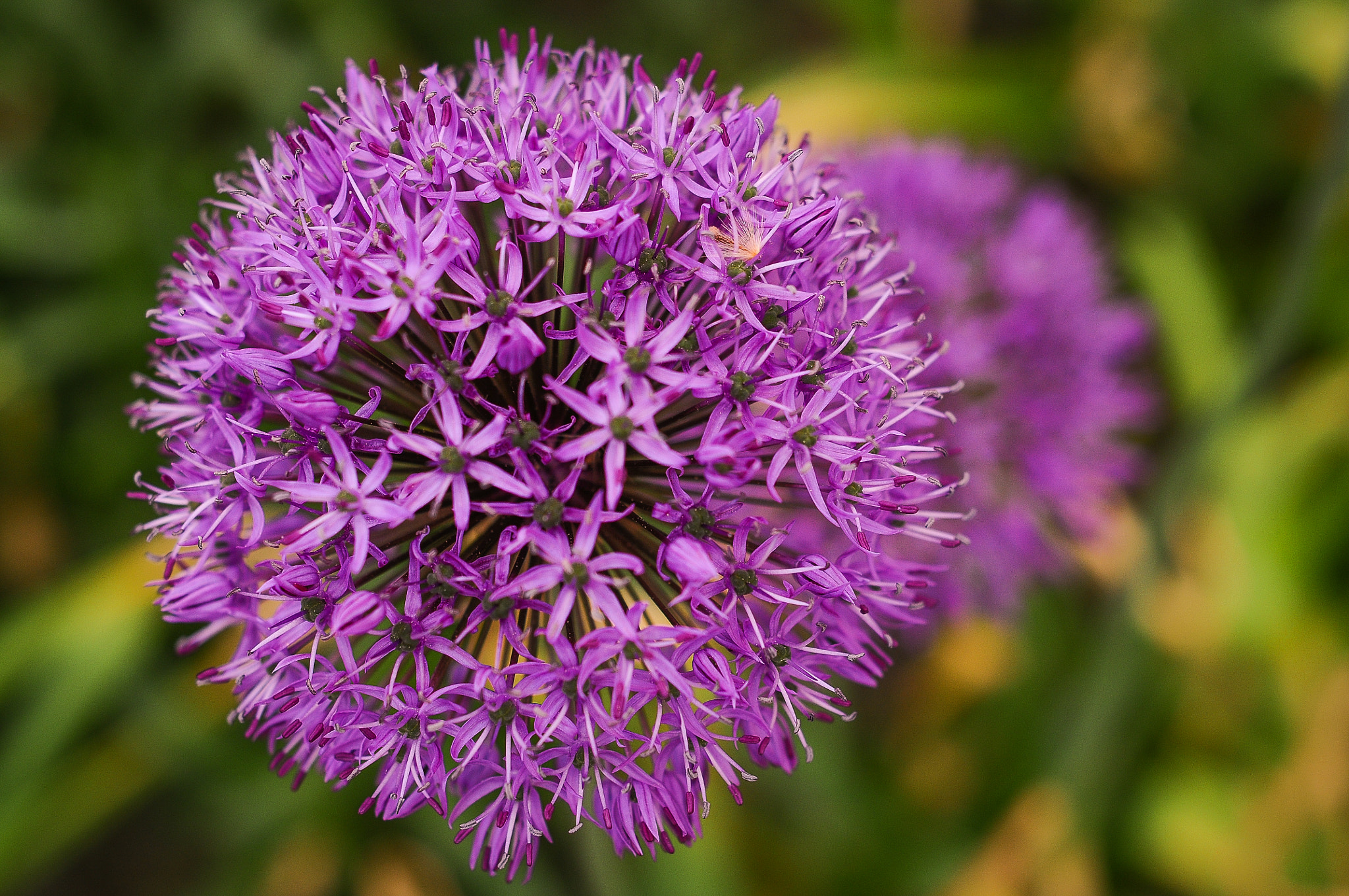 Nikon D300S + AF Nikkor 50mm f/1.8 sample photo. Allium gladiator photography