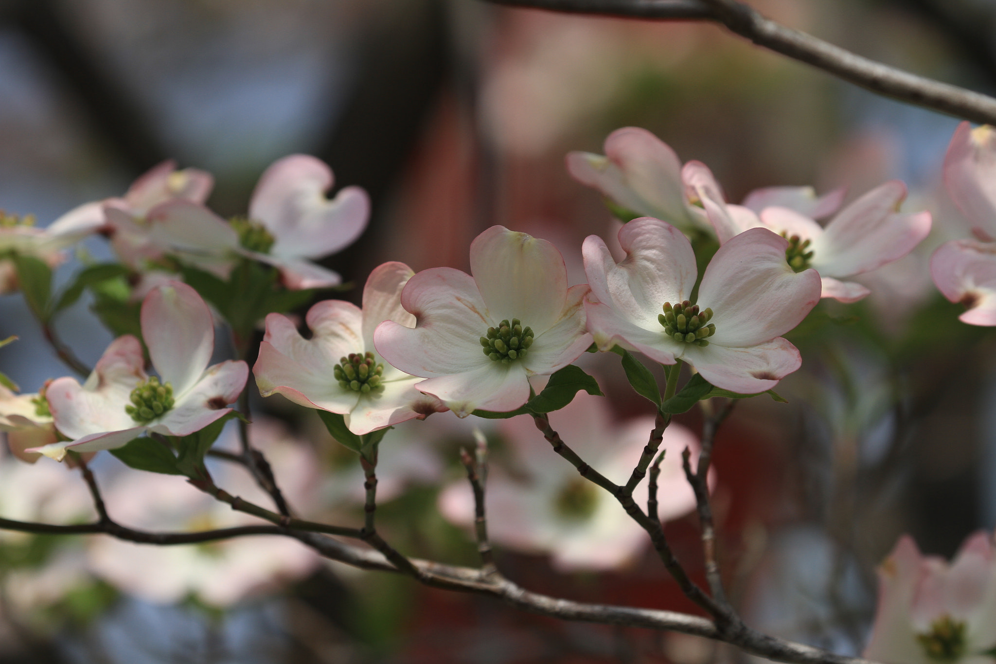 Canon EOS 7D + Canon EF 100-400mm F4.5-5.6L IS II USM sample photo. Flowering dogwood ハナミズキ photography